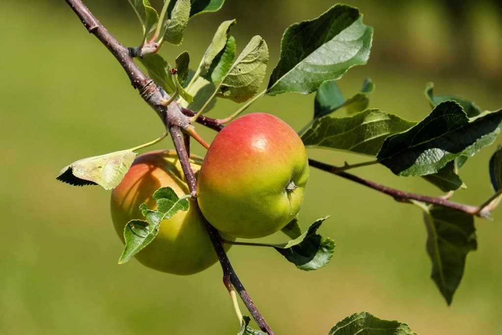 Brookwood Fruit Farm