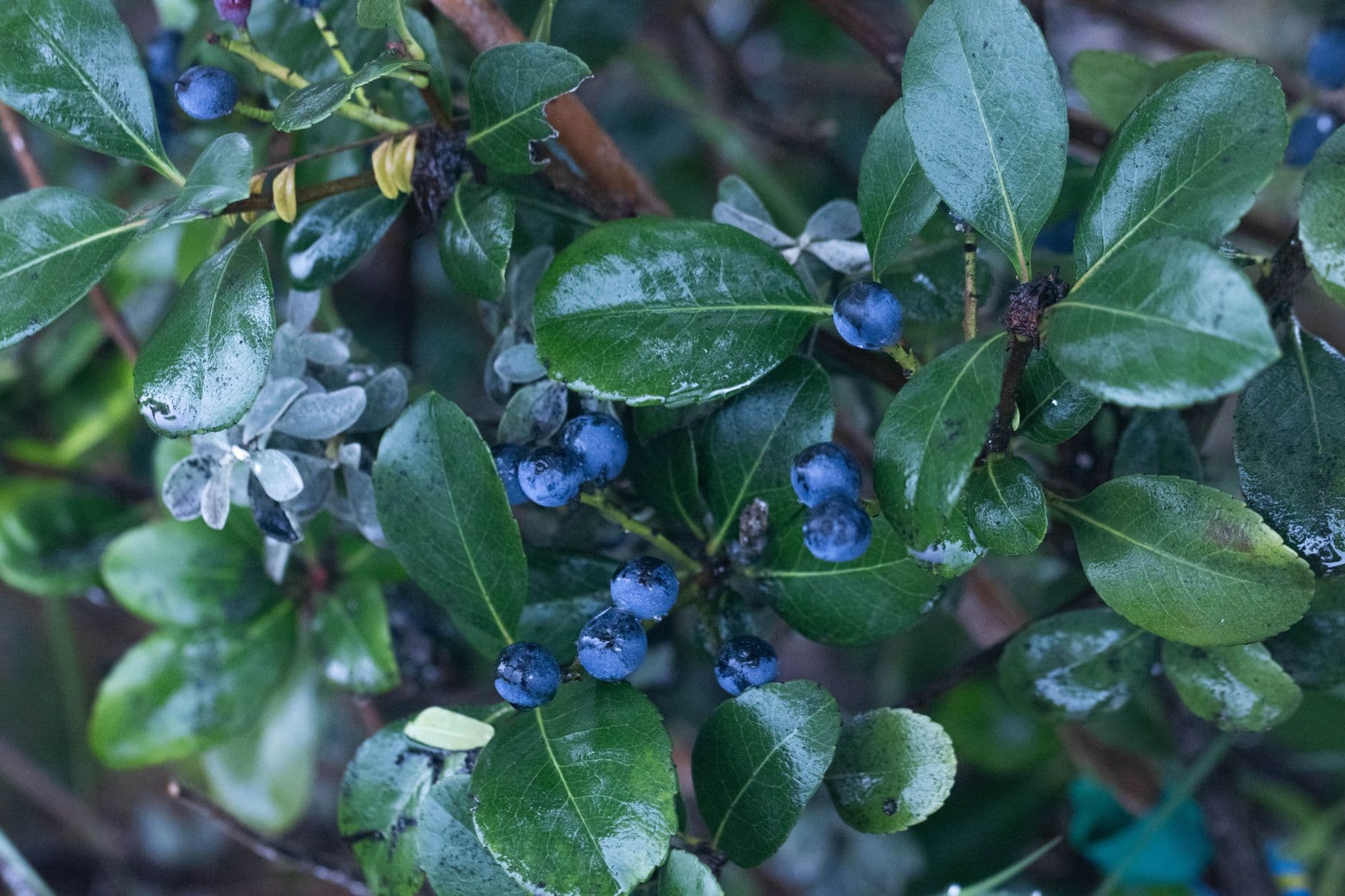Browning Blueberries