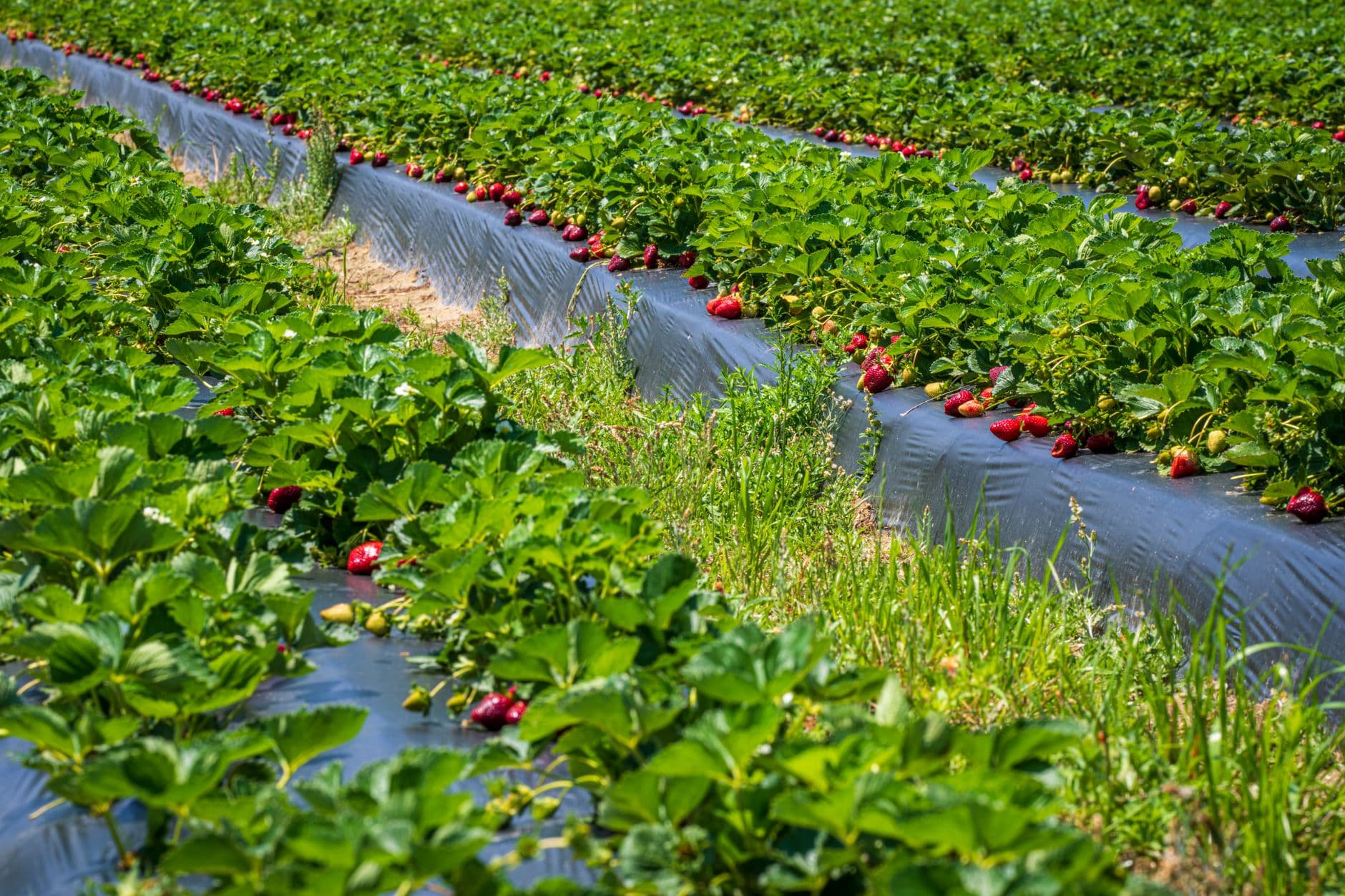 Brumbaugh's Farm