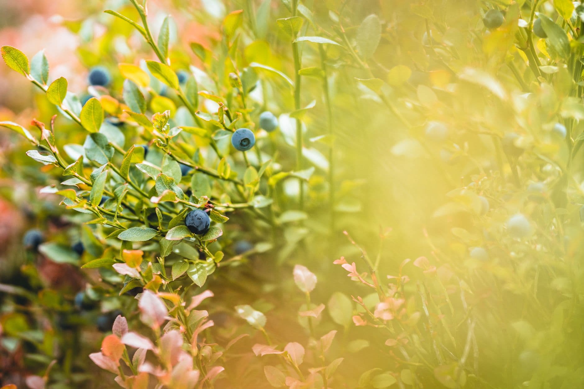 Bryant Blueberry Farm
