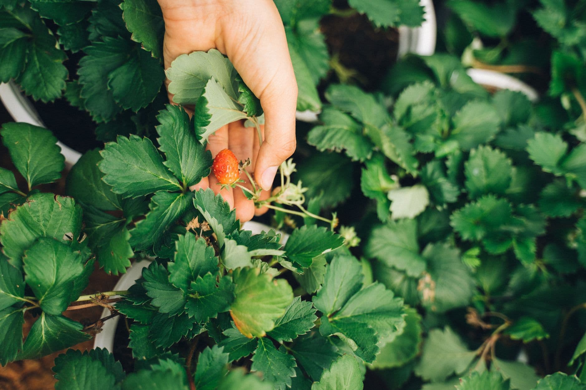 Bumble Berry Farms