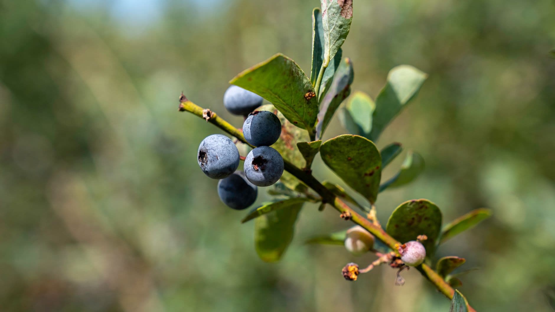 Bumbleberry Acres