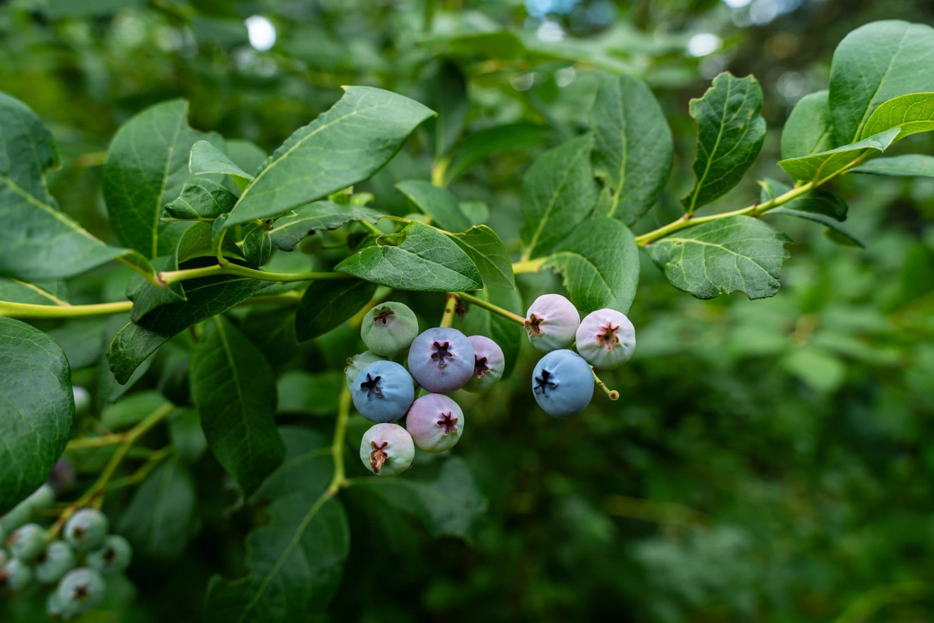 Callaghan's Blueberry Farm