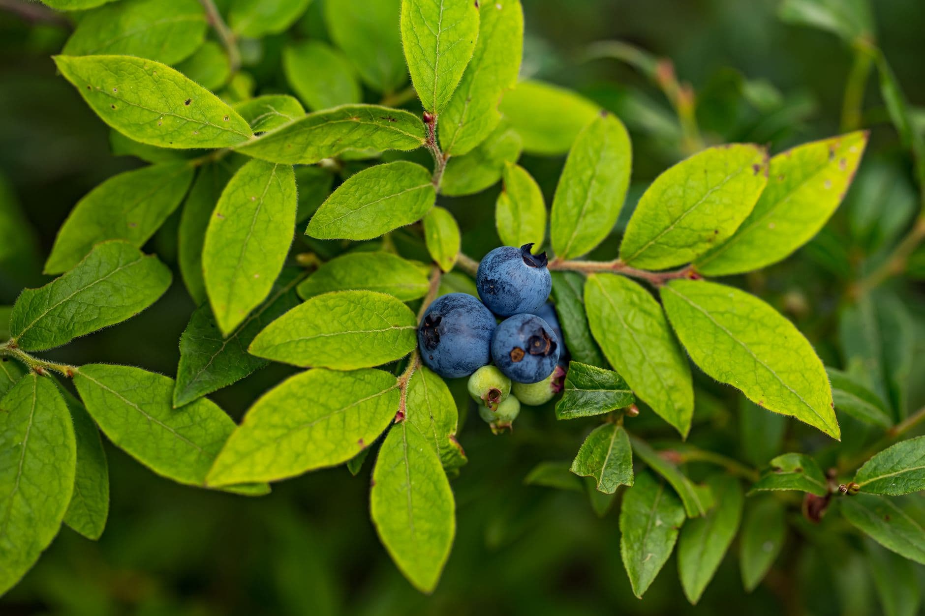 Campbells Berry Farm