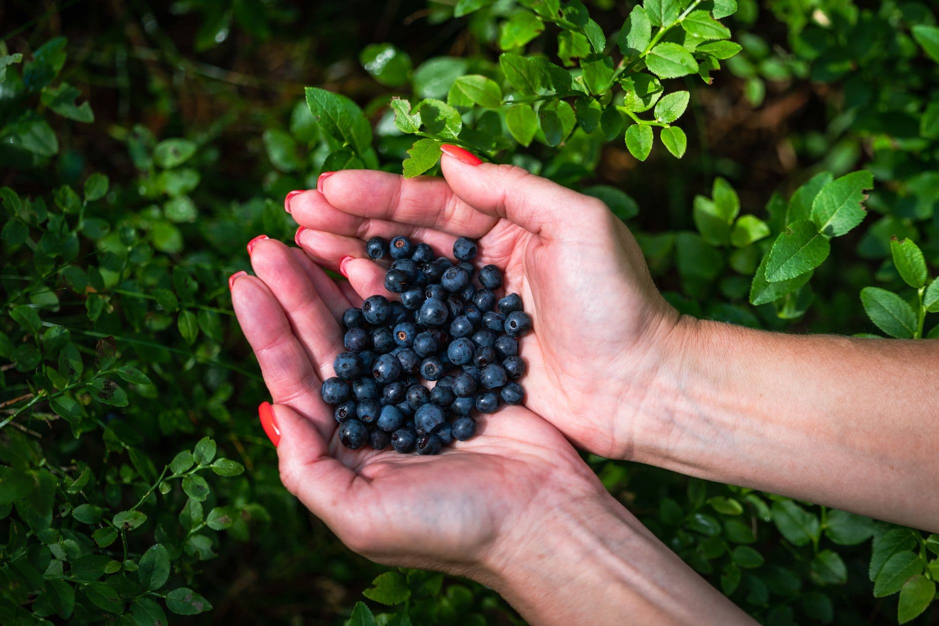Canter-Berry Farms