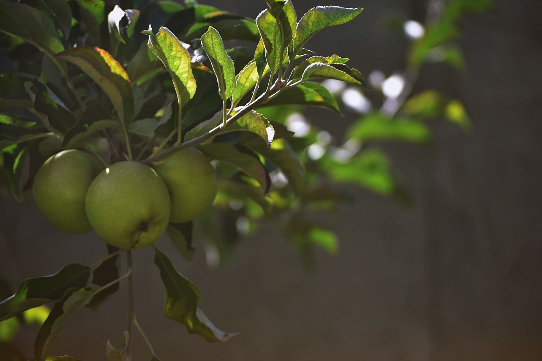 Carlson Orchards