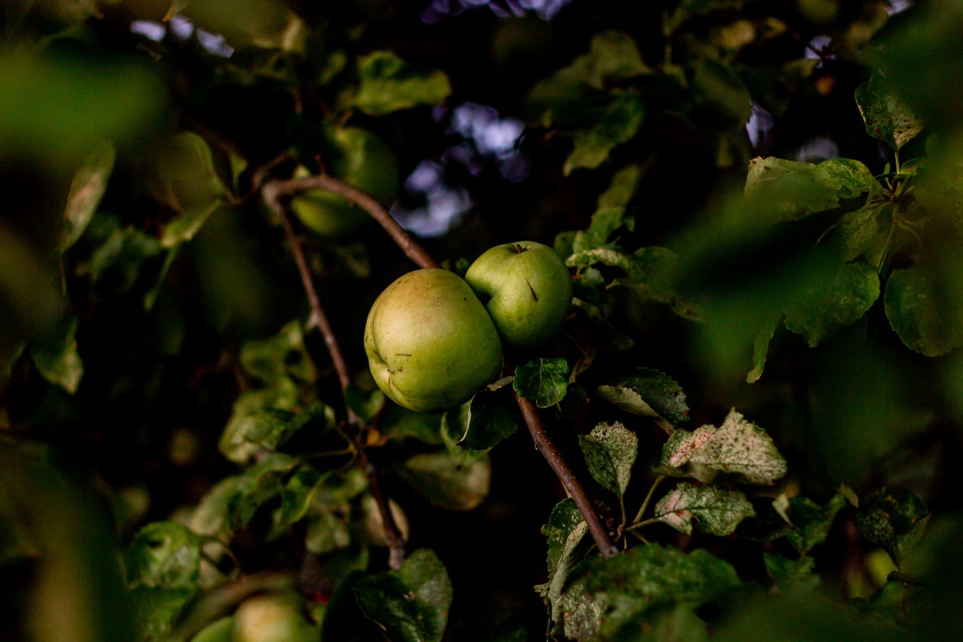 Castle Rock Orchard