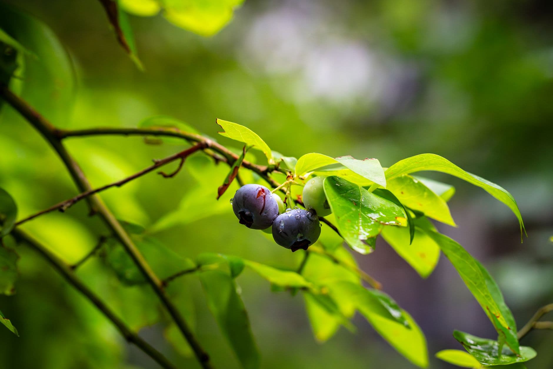 Catawba Springs Blueberry Farm