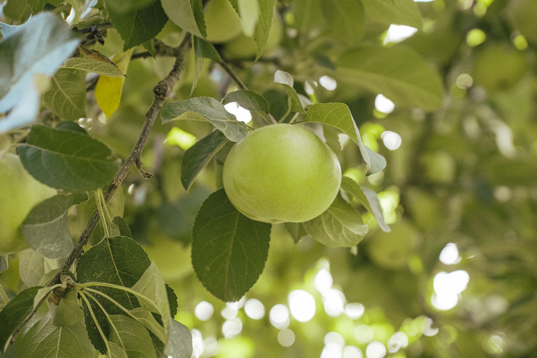 Catoctin Mountain Orchard
