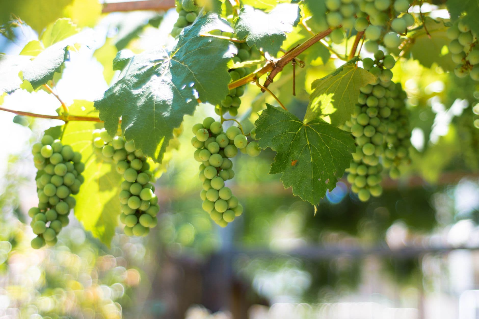 Cauble Creek Vineyard