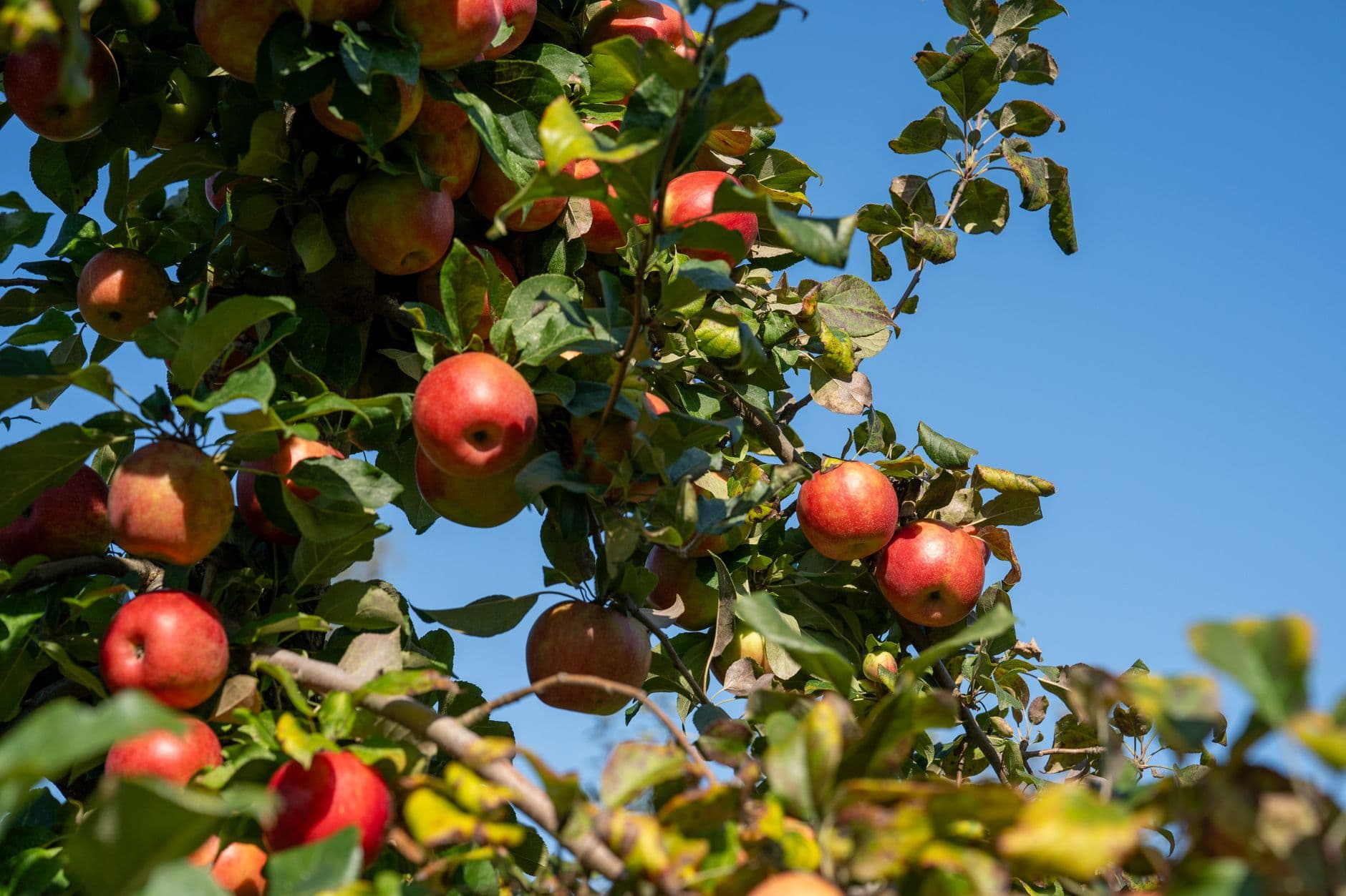 Cedar Heights Orchards