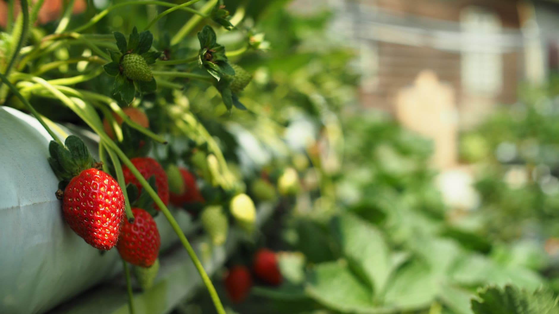 Chao's Strawberries