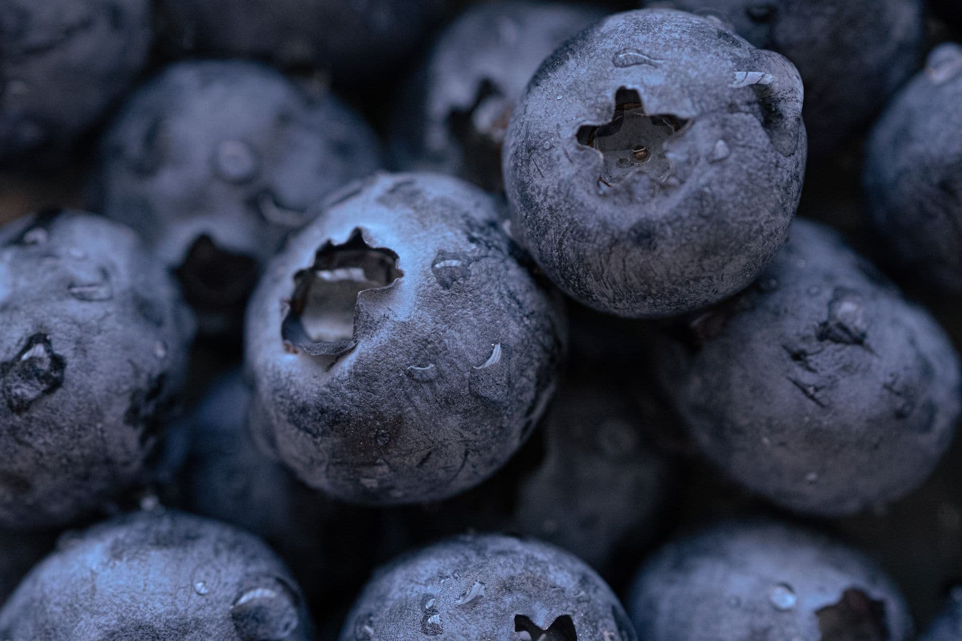 Charlotte's Blueberry Park