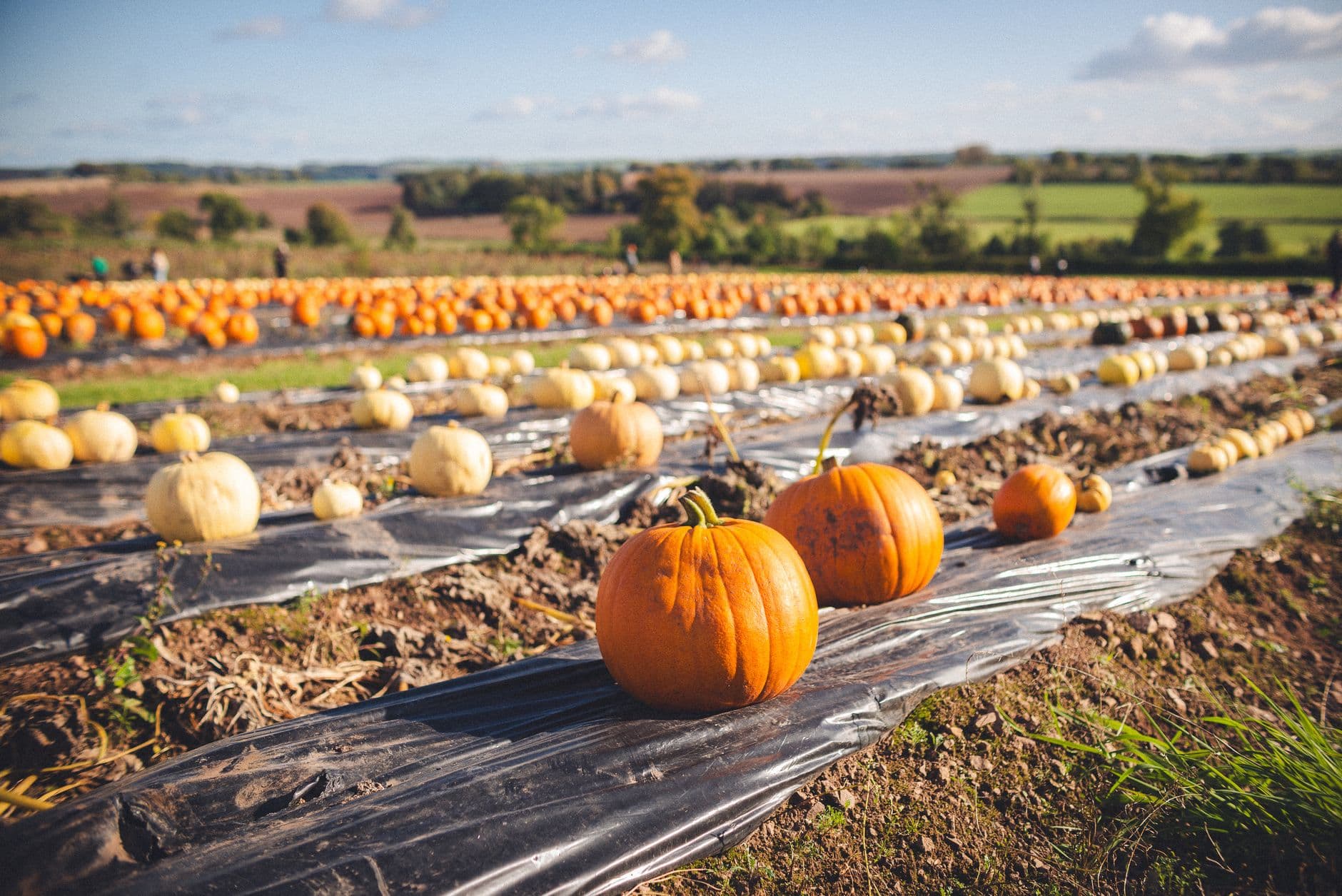 Chase Farms Market