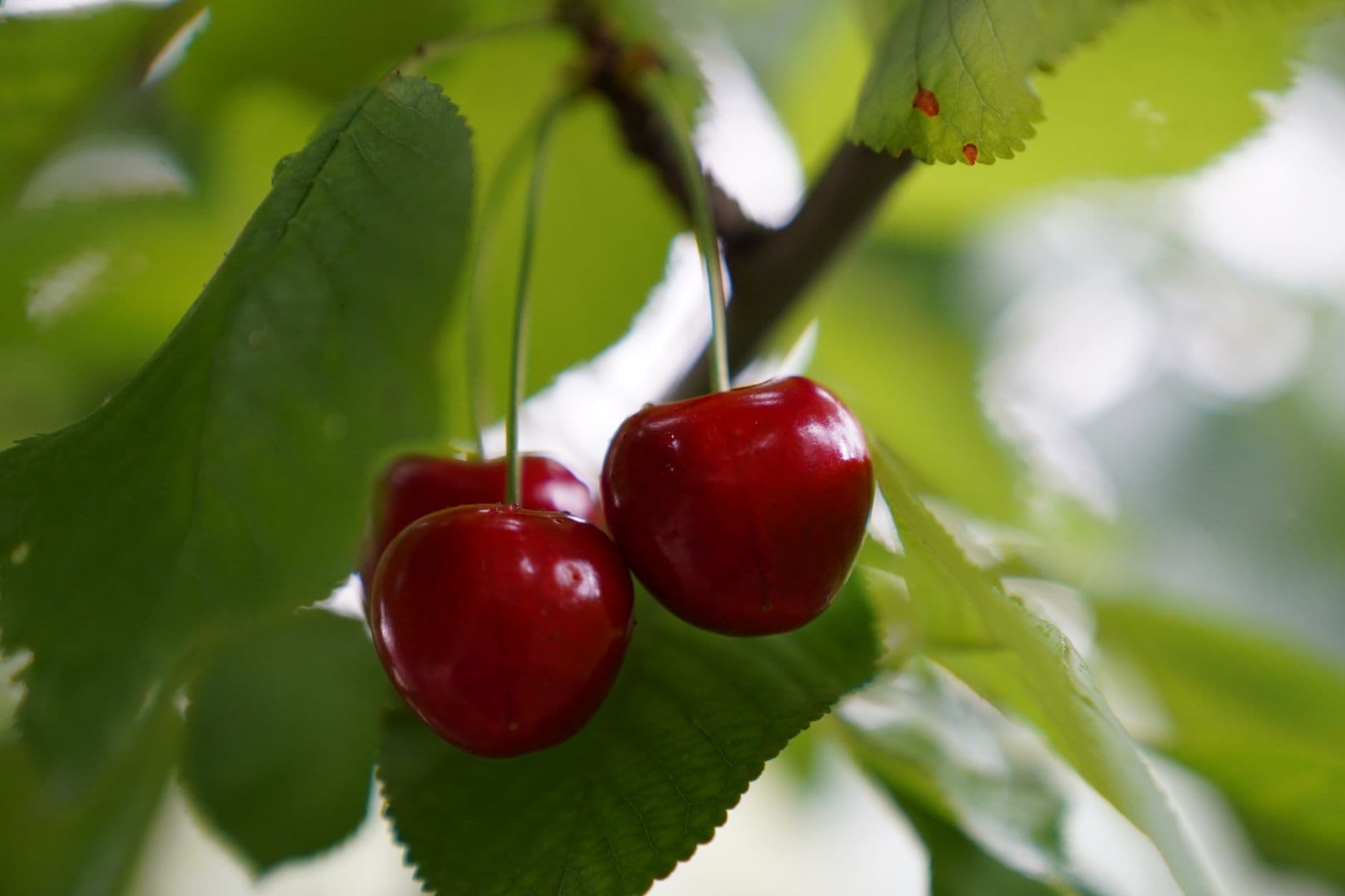 Cherries LA by Tenerelli Orchards