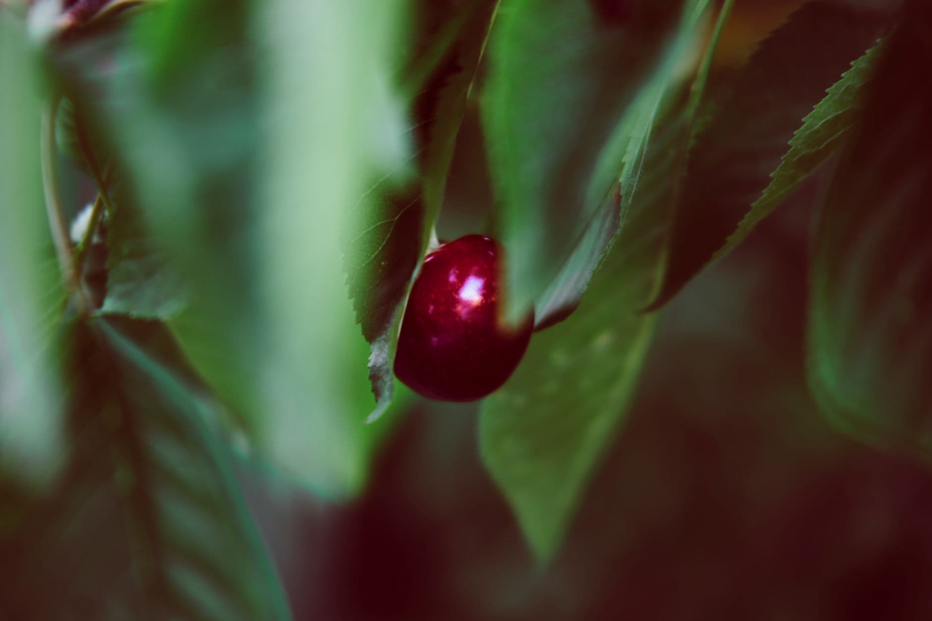 Cherry Hill Orchards