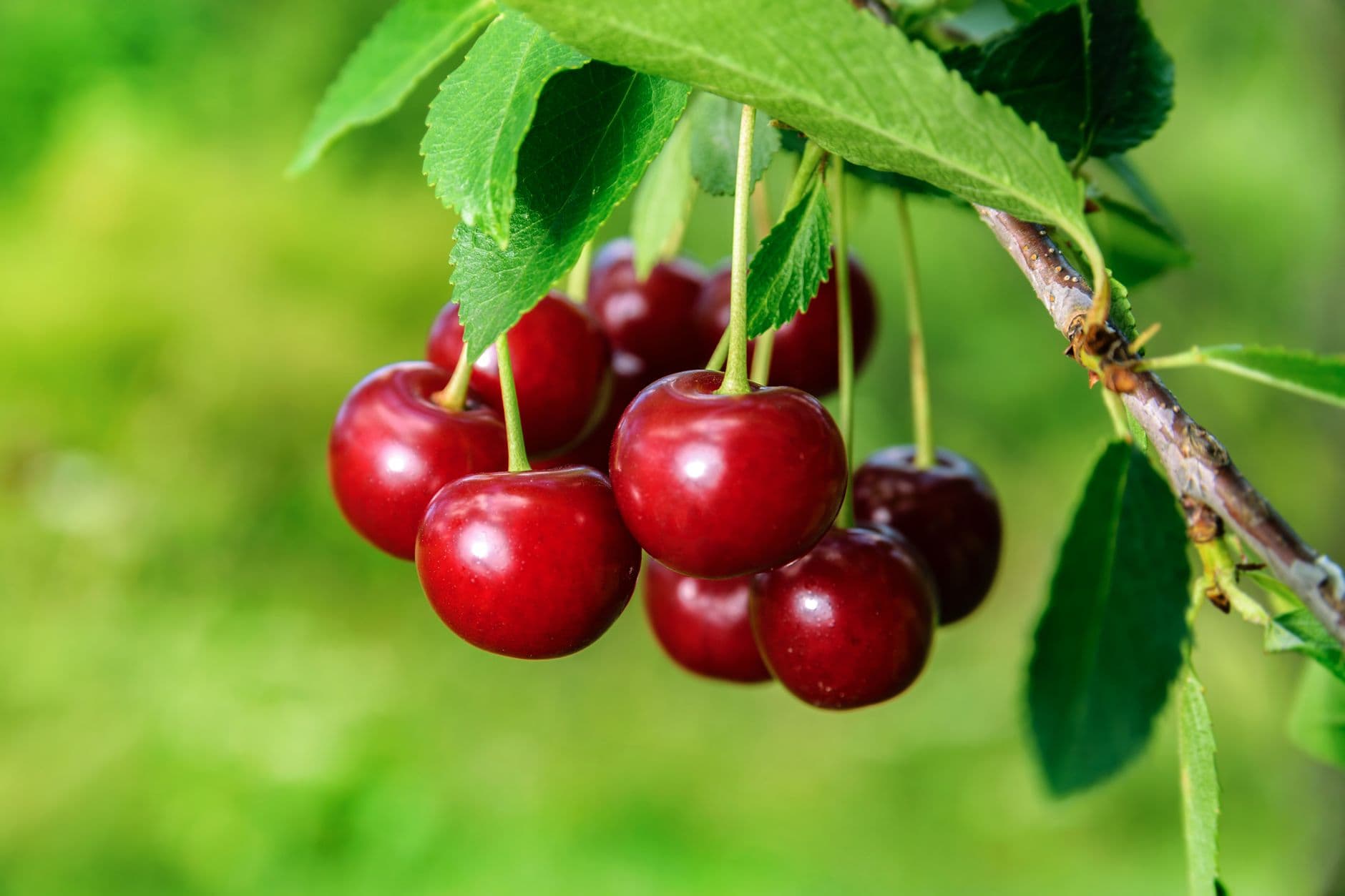 Cherry Time