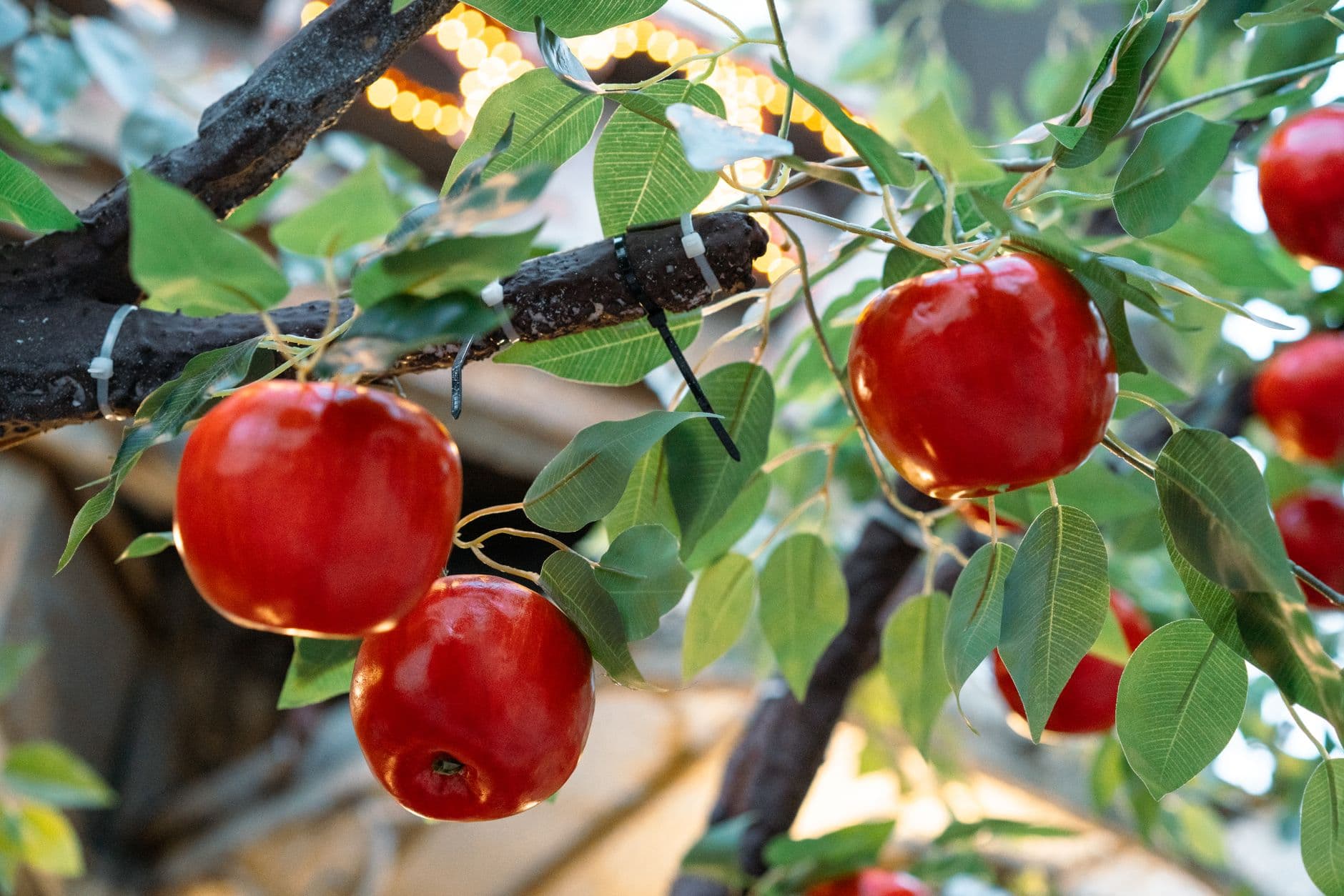 Clark Farms at Bushy Hill Orchard