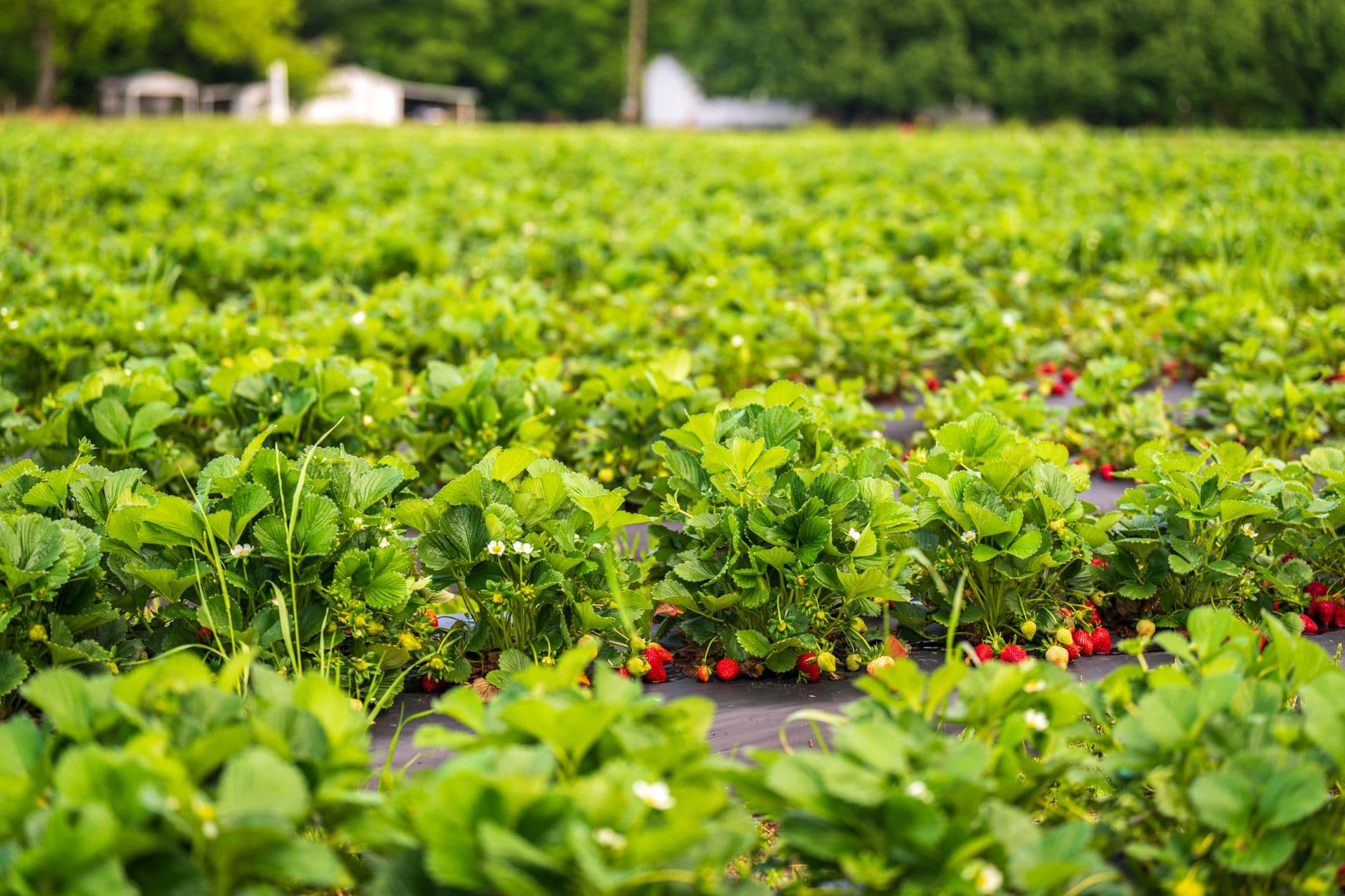 Clement Farm