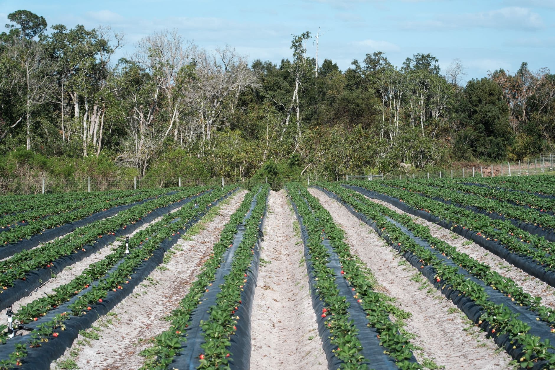 Colello's Farm Stand & Produce