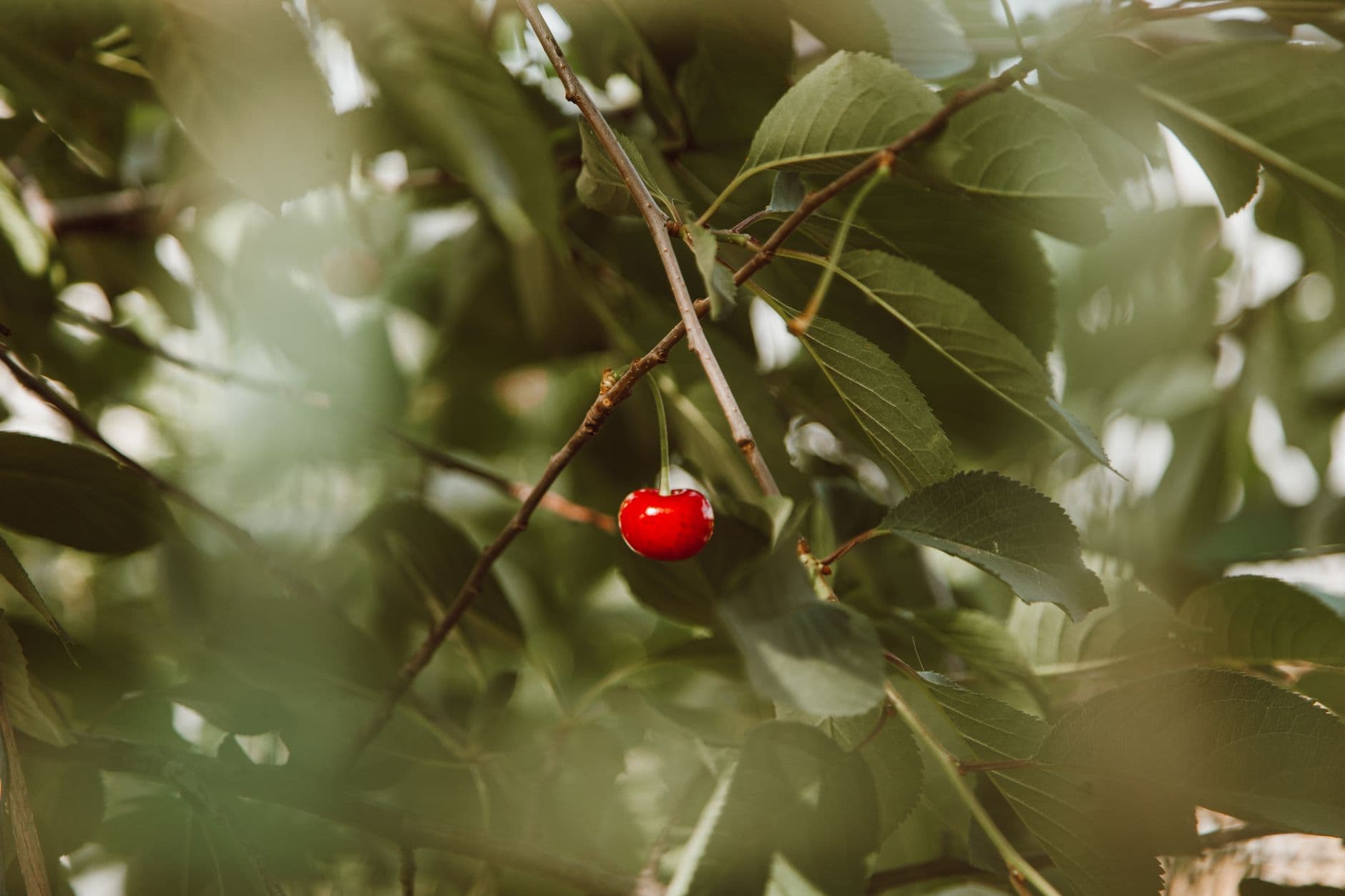 Copeland's Cherry Ranch