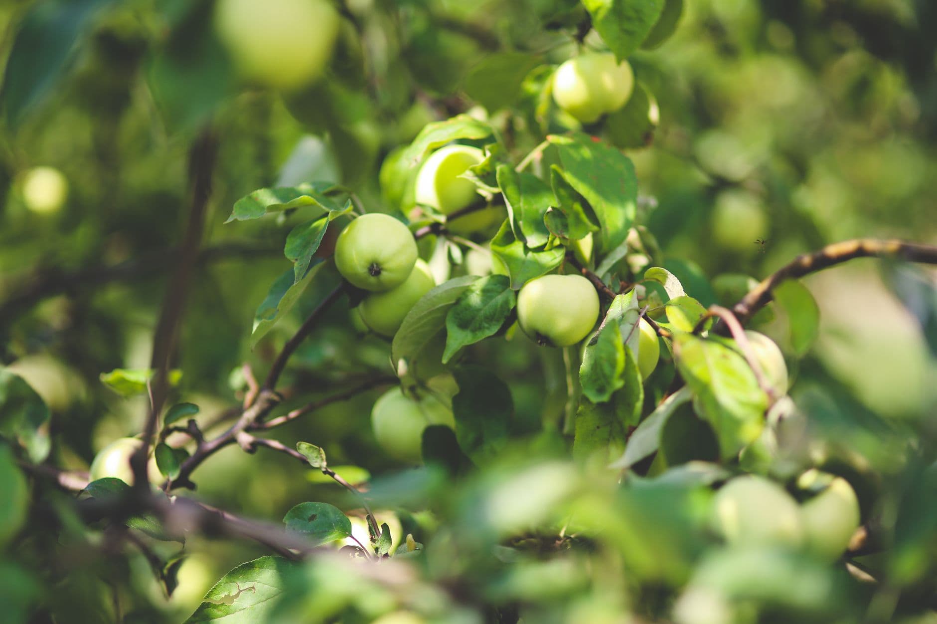 County Line Orchard