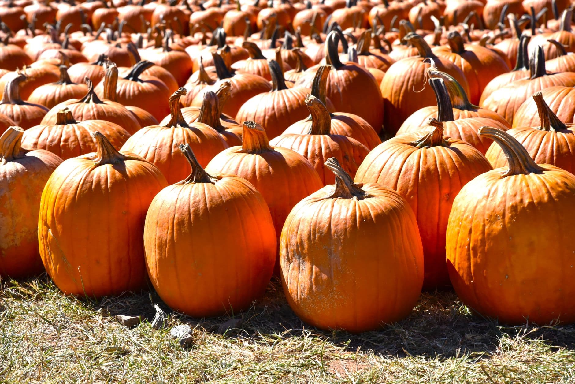 Cox Farms
