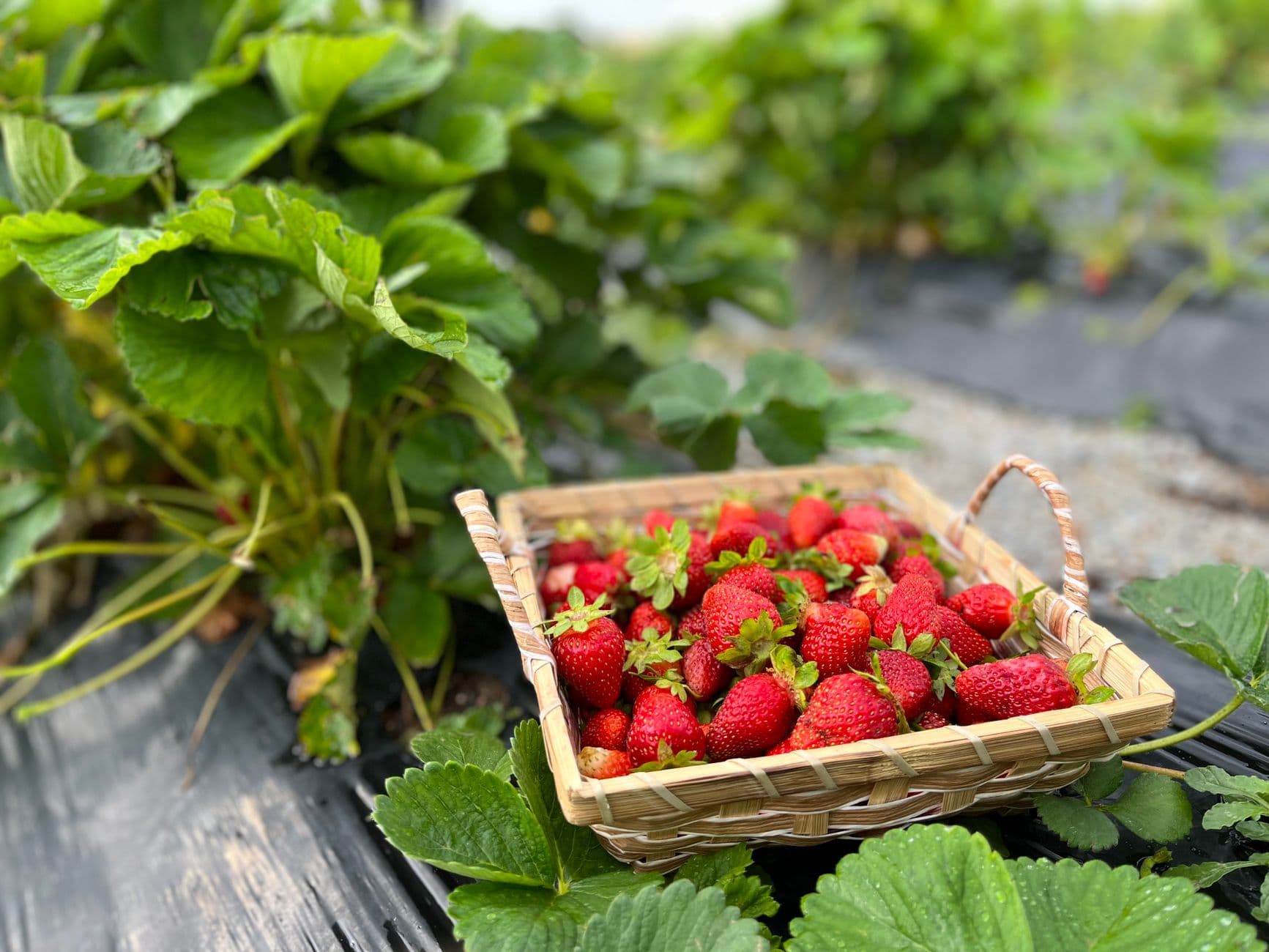 Creswell Family Farms