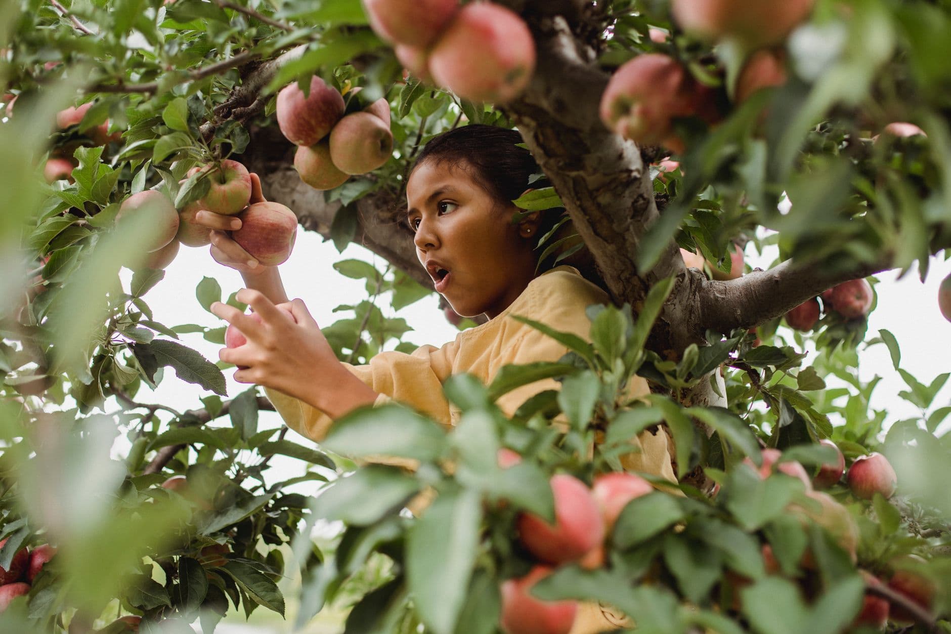 Croix Farm Orchard