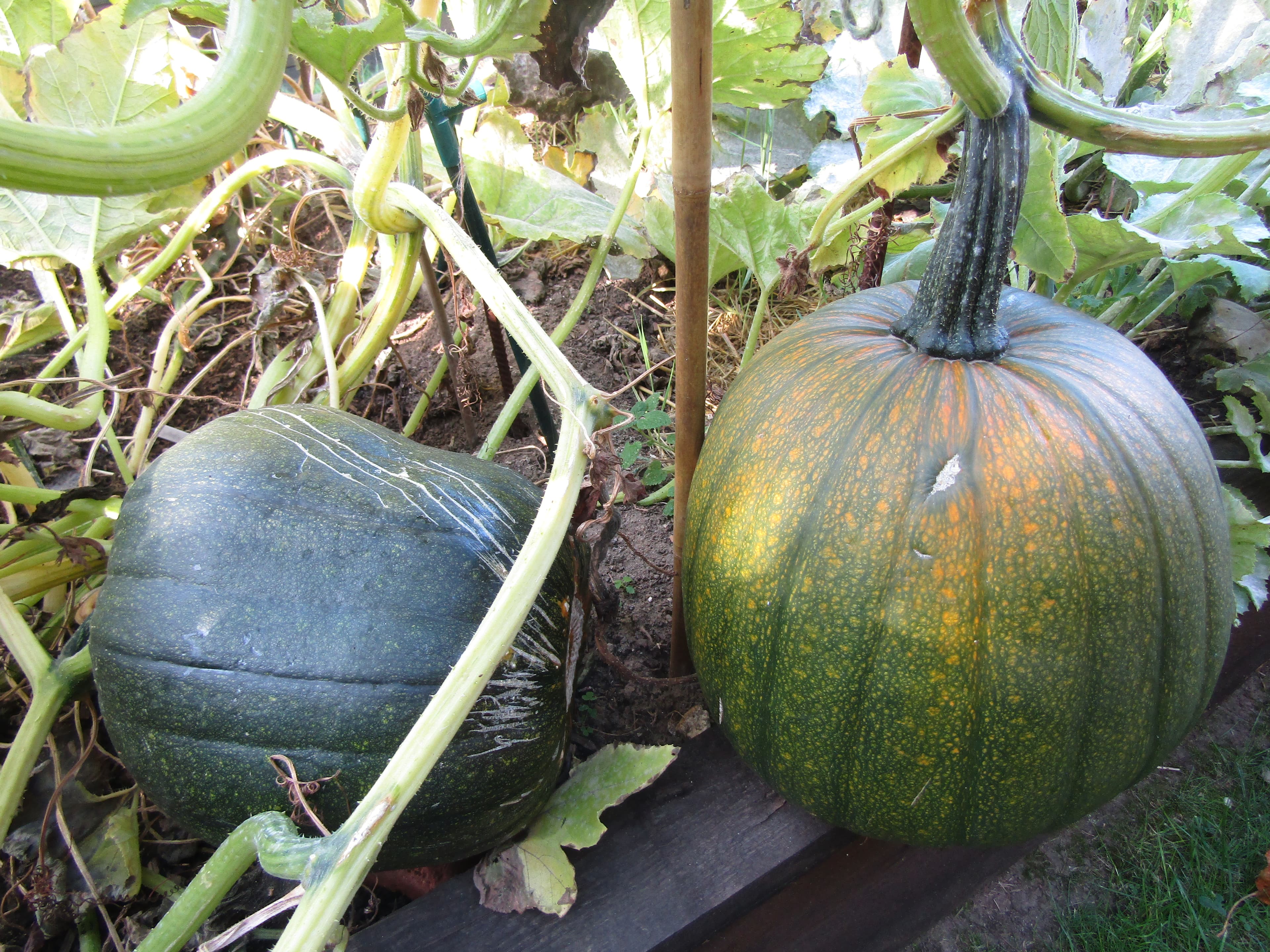 Crooke Orchards