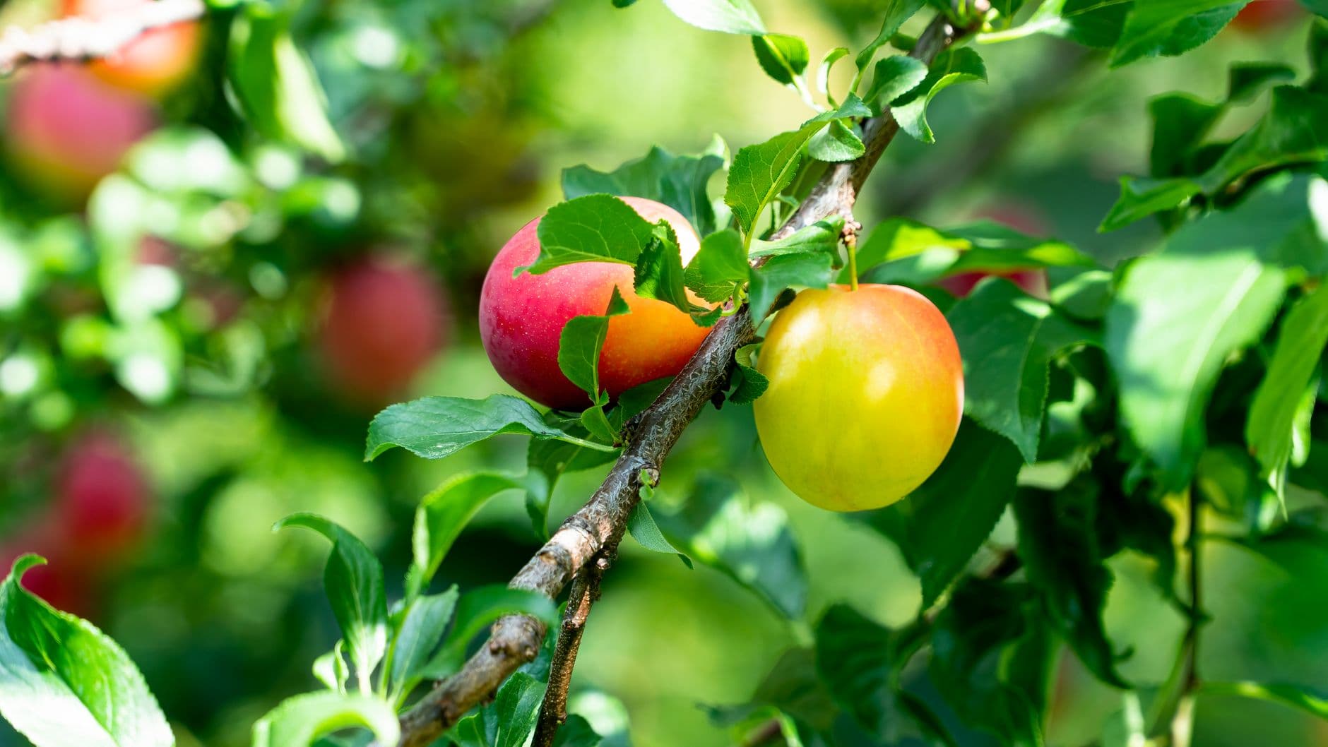 Crooked Run Orchard