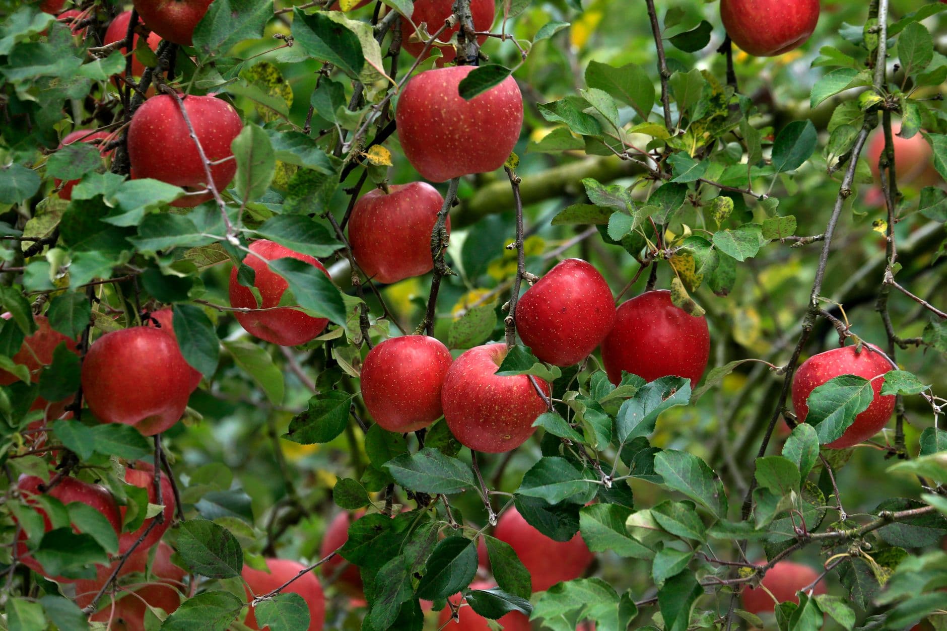 Currier Orchards