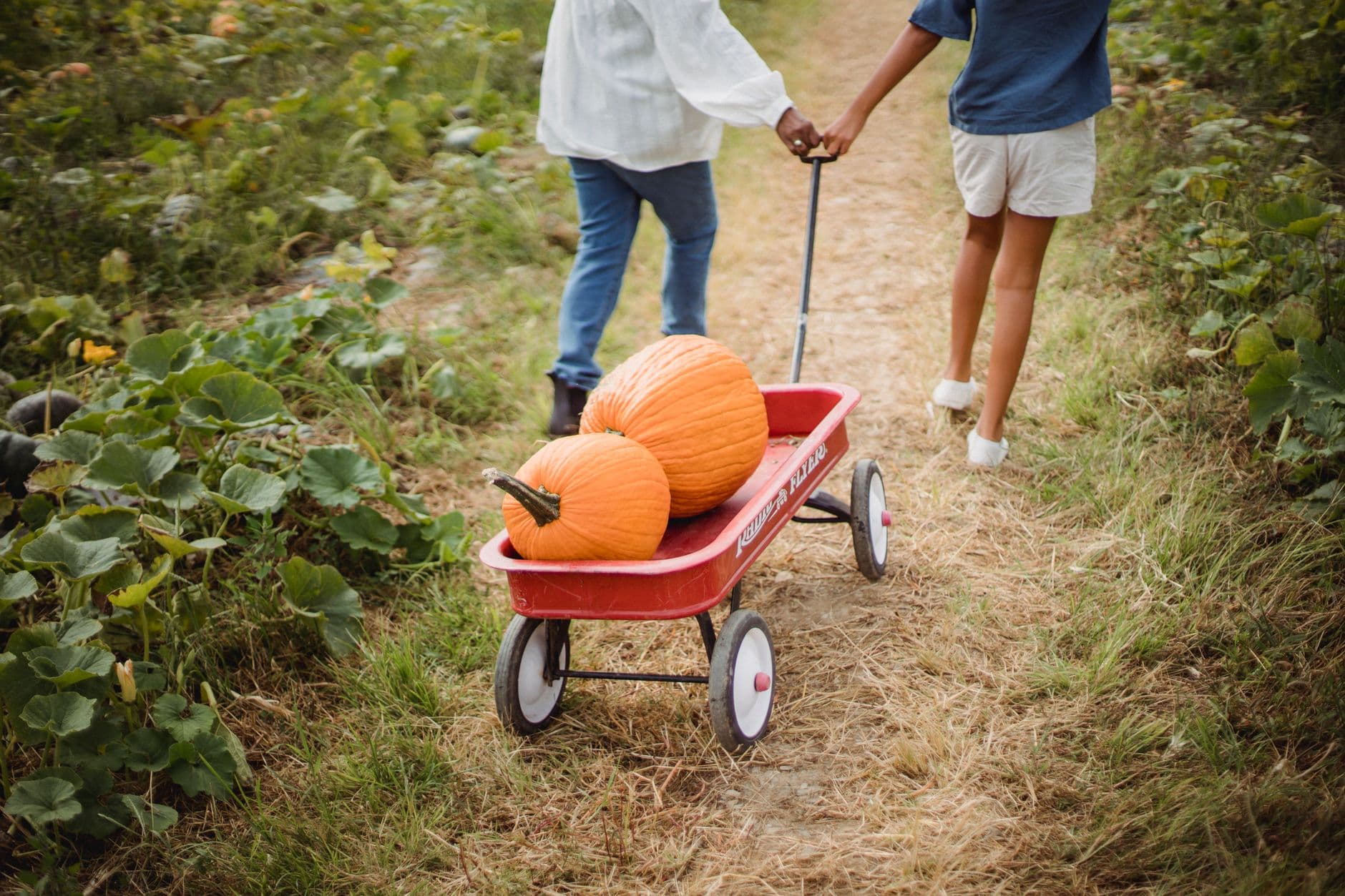 Dave's Pumpkin Patch at Vierra Farms