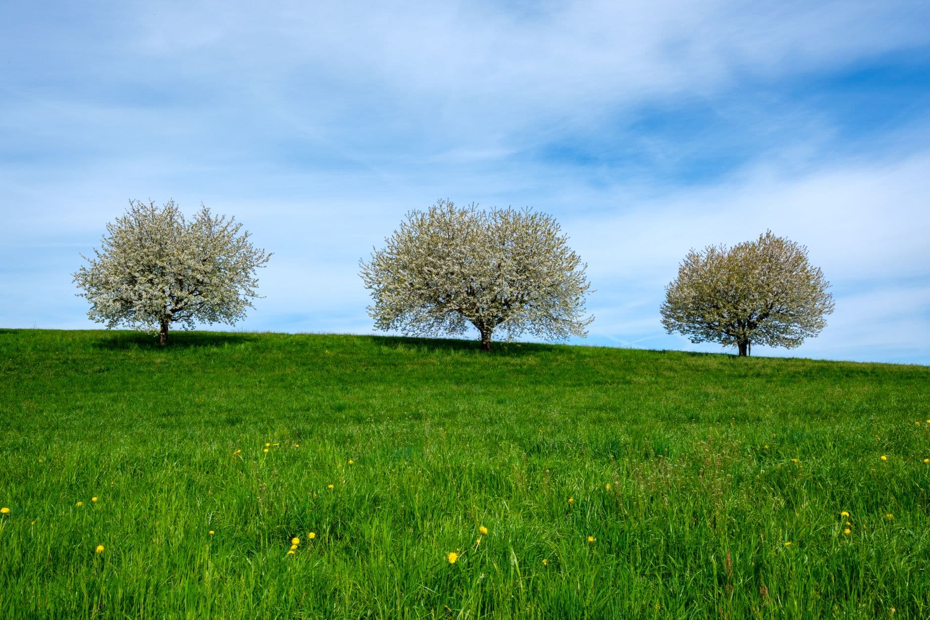 DeKleine Orchards