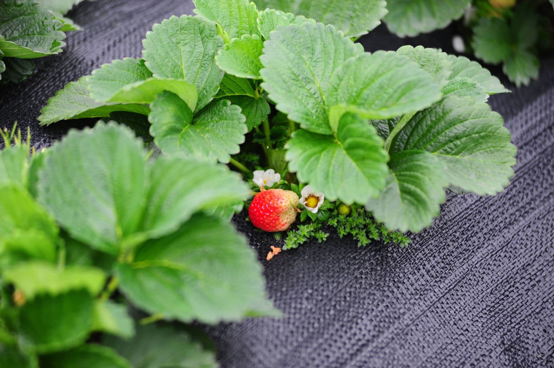 DeLange's Redberry Farm
