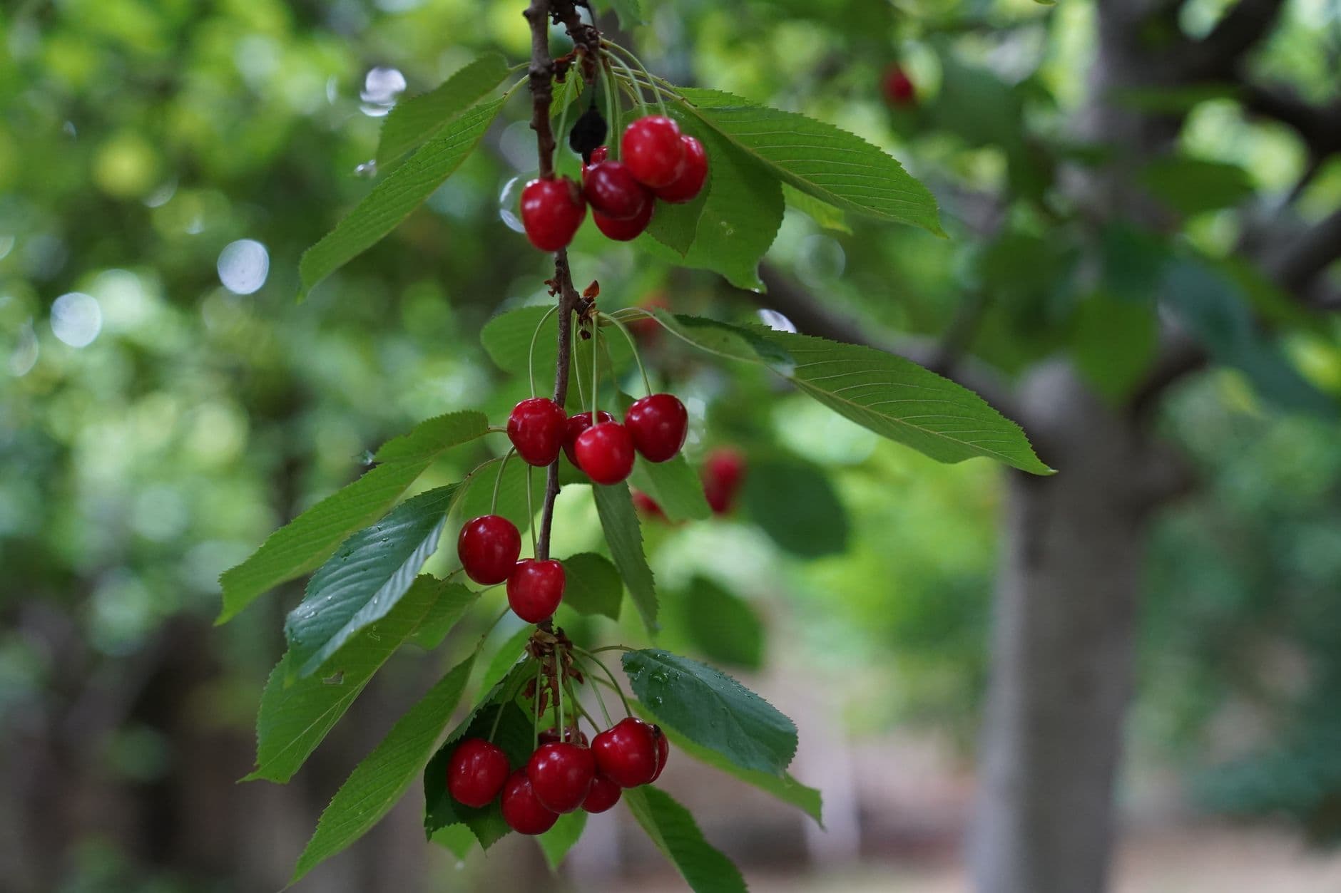 Diablo Cherries