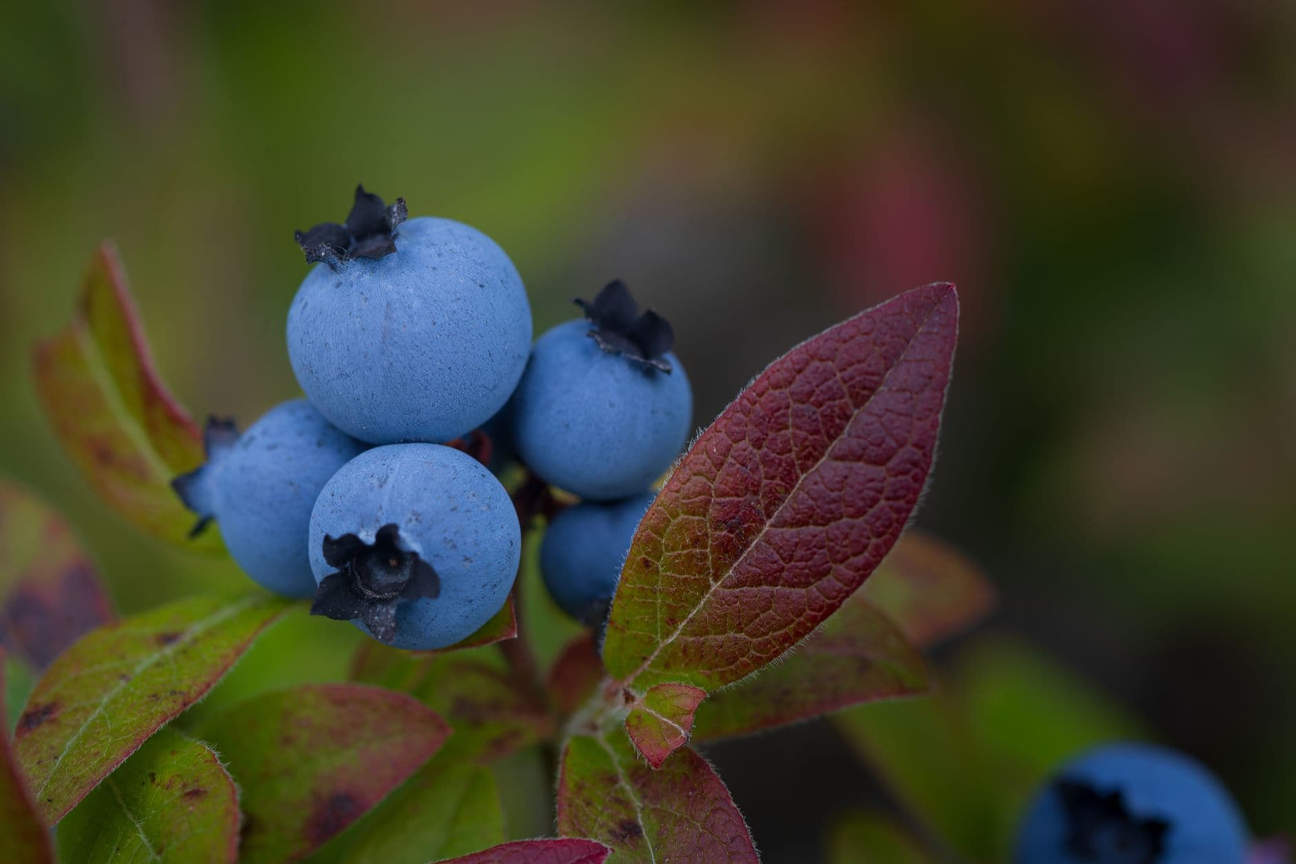 DK Orchards