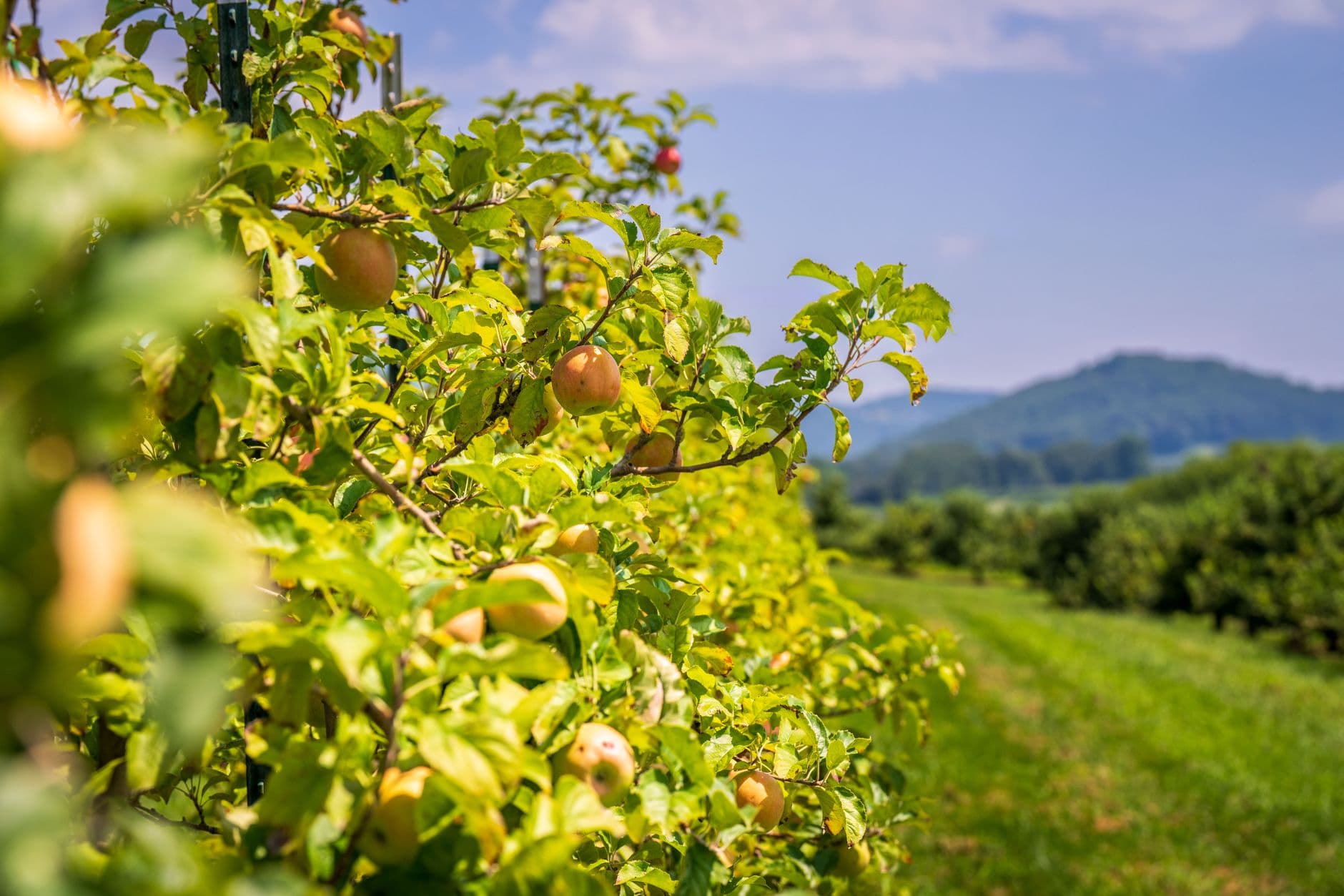 Doc Waters Cidery