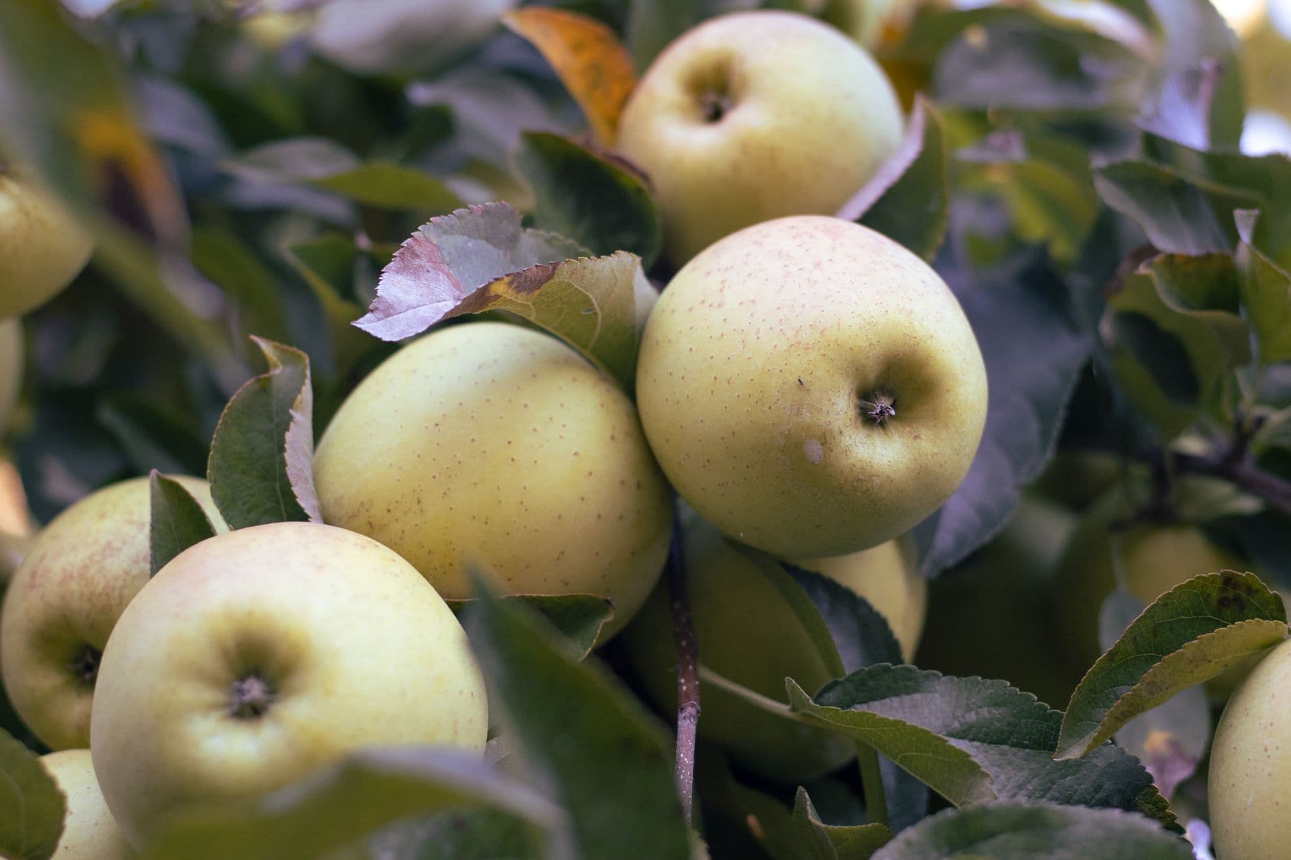Doe Orchards