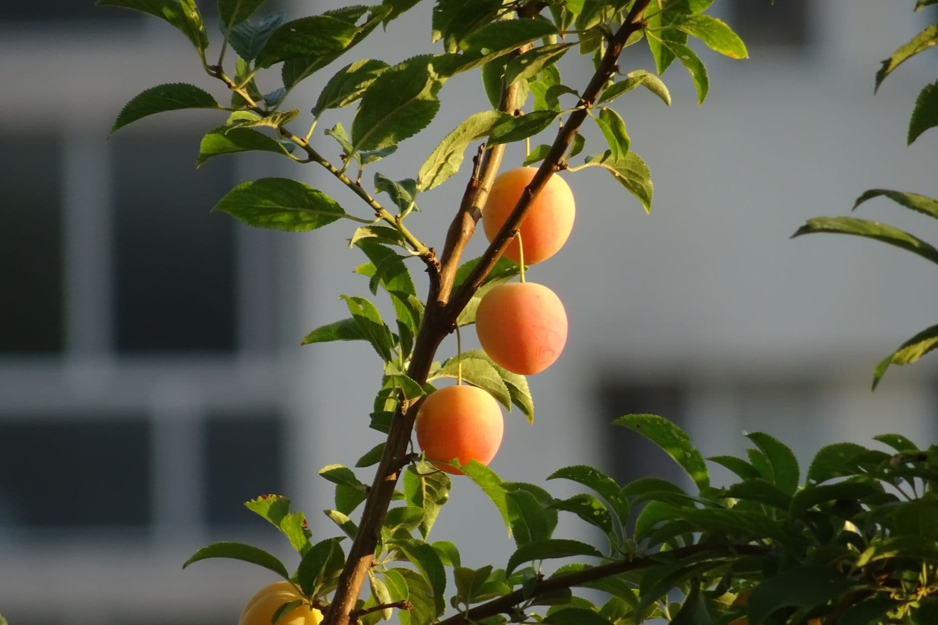Dondero Orchards
