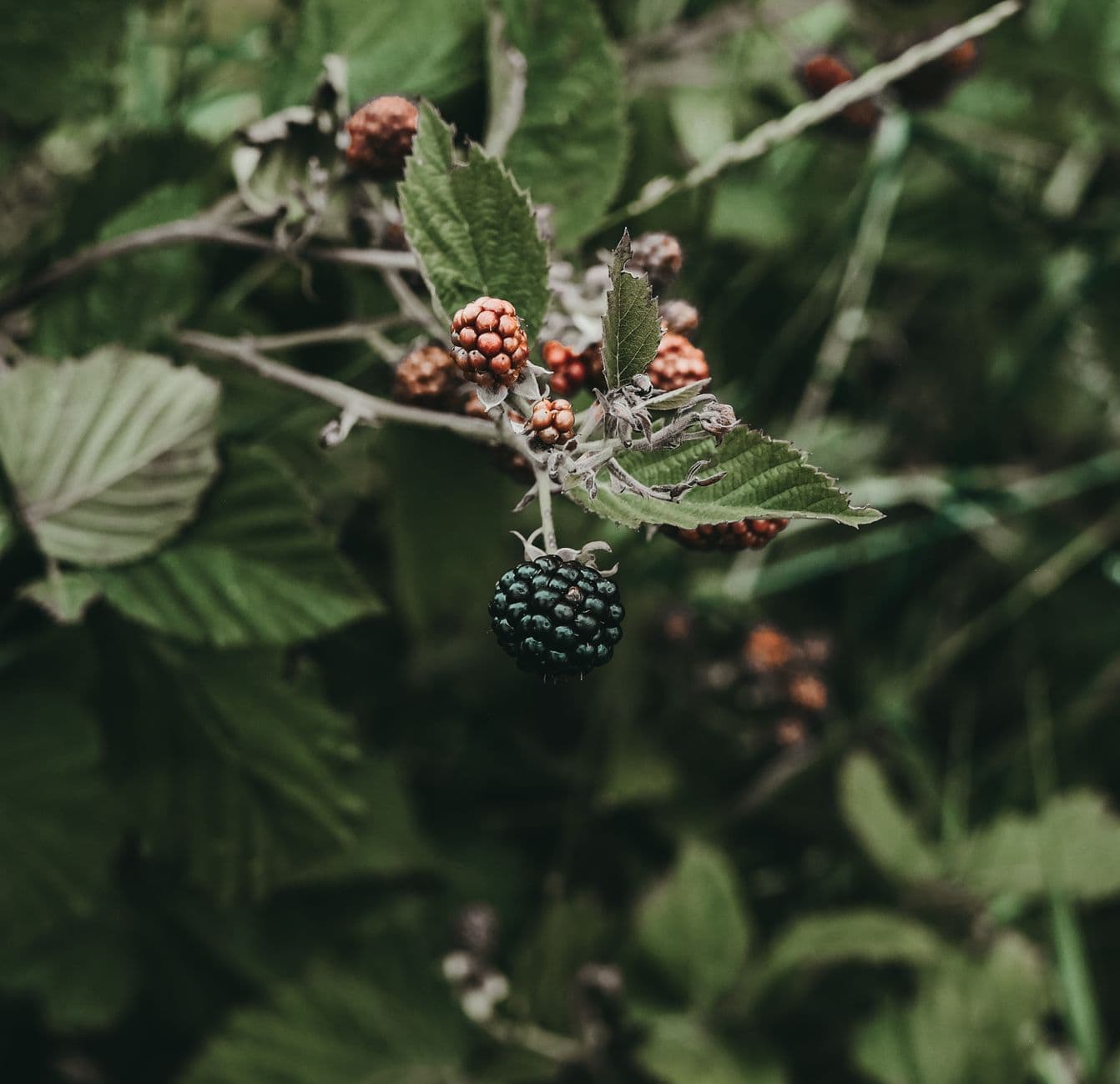 Douglas Orchard & Farm