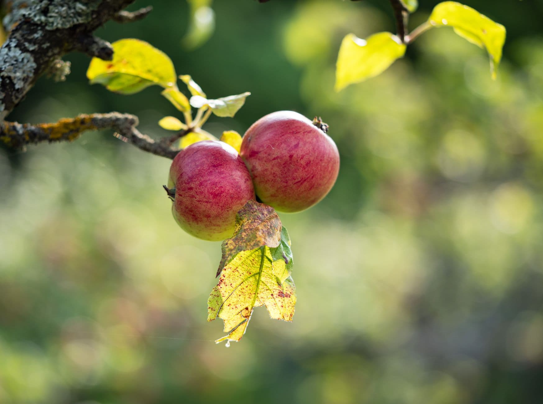 Dowse Orchards