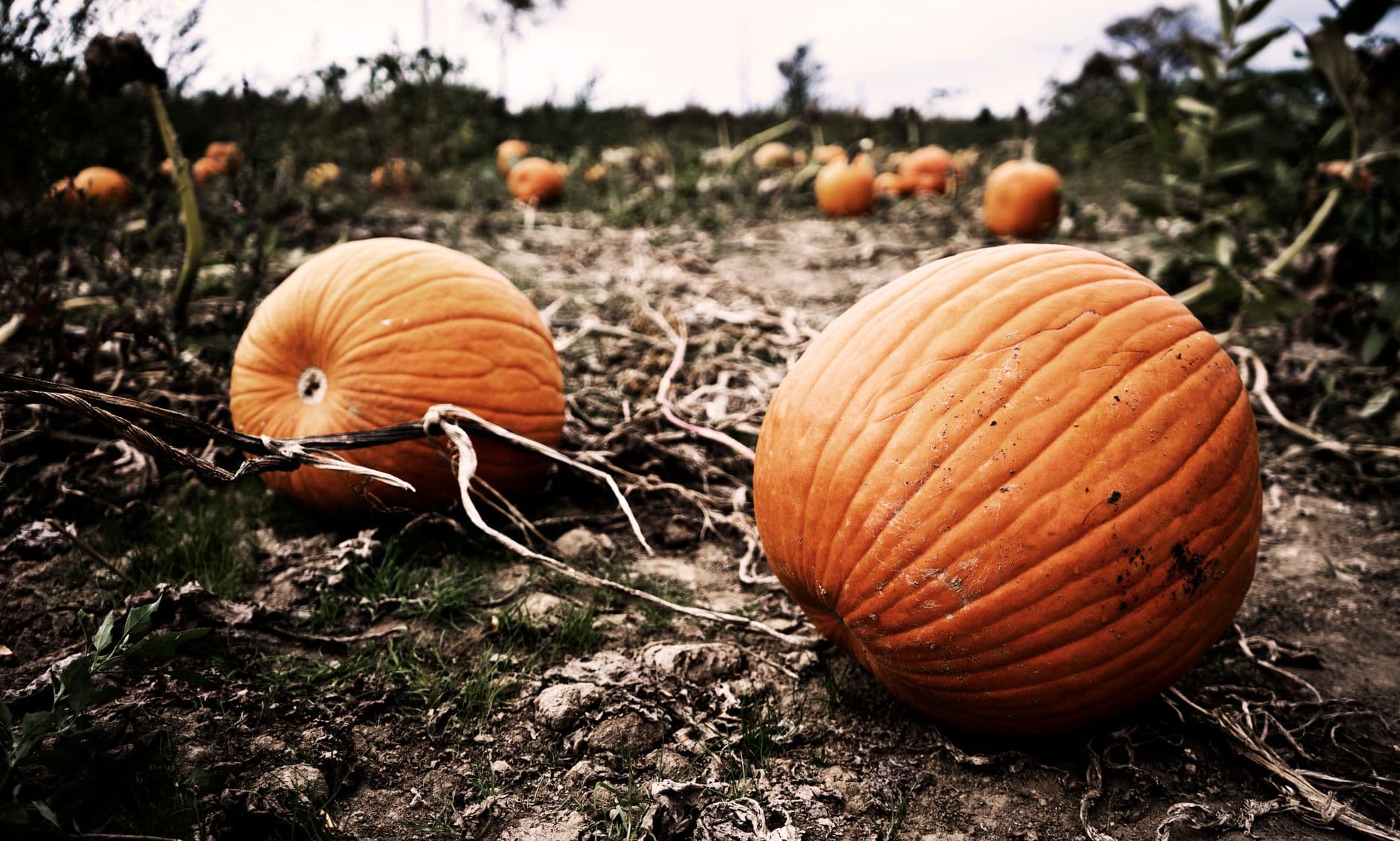 Eastmont Orchards