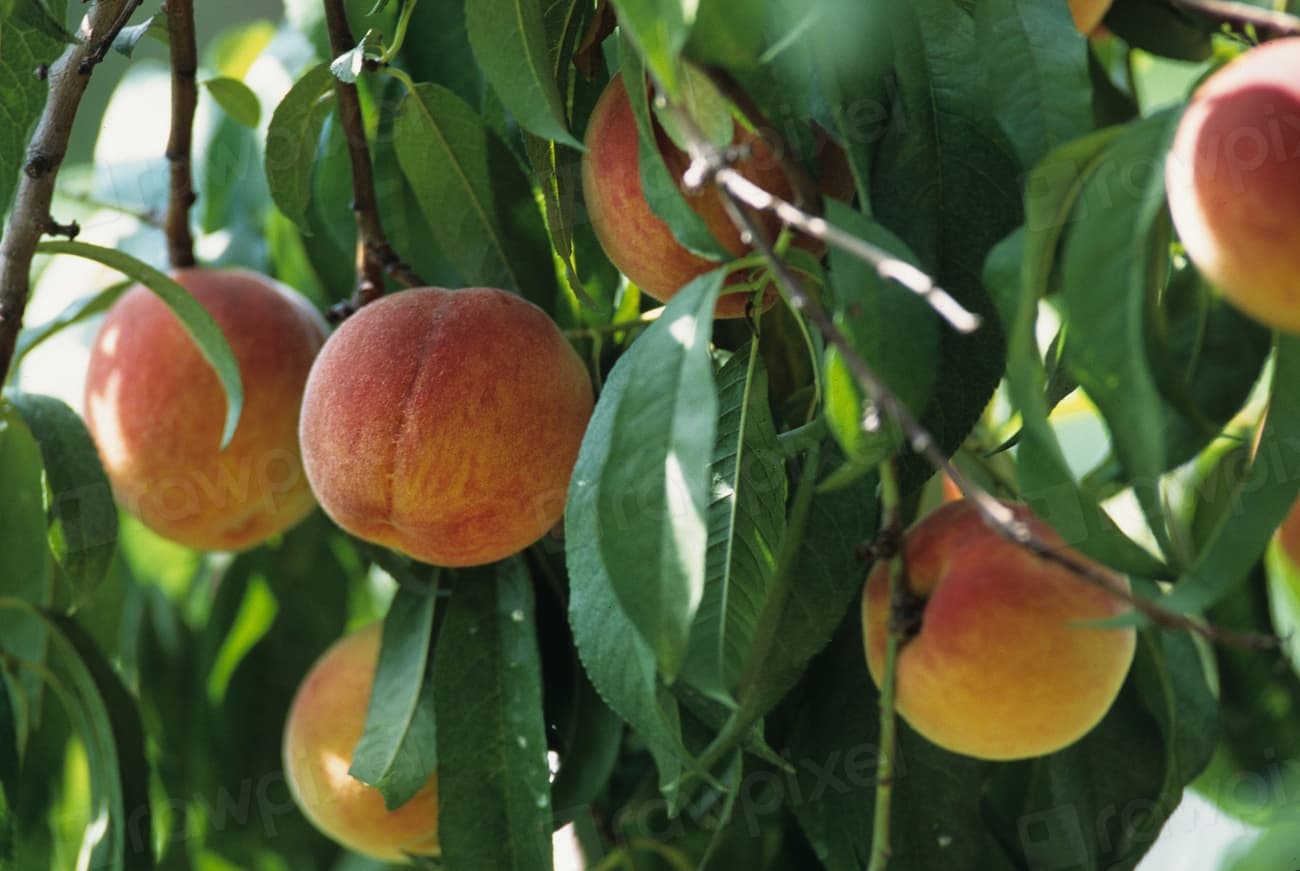 Erie Orchards & Cider Mill