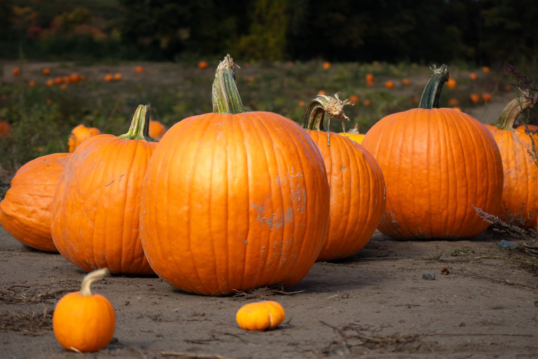 Everly Farms
