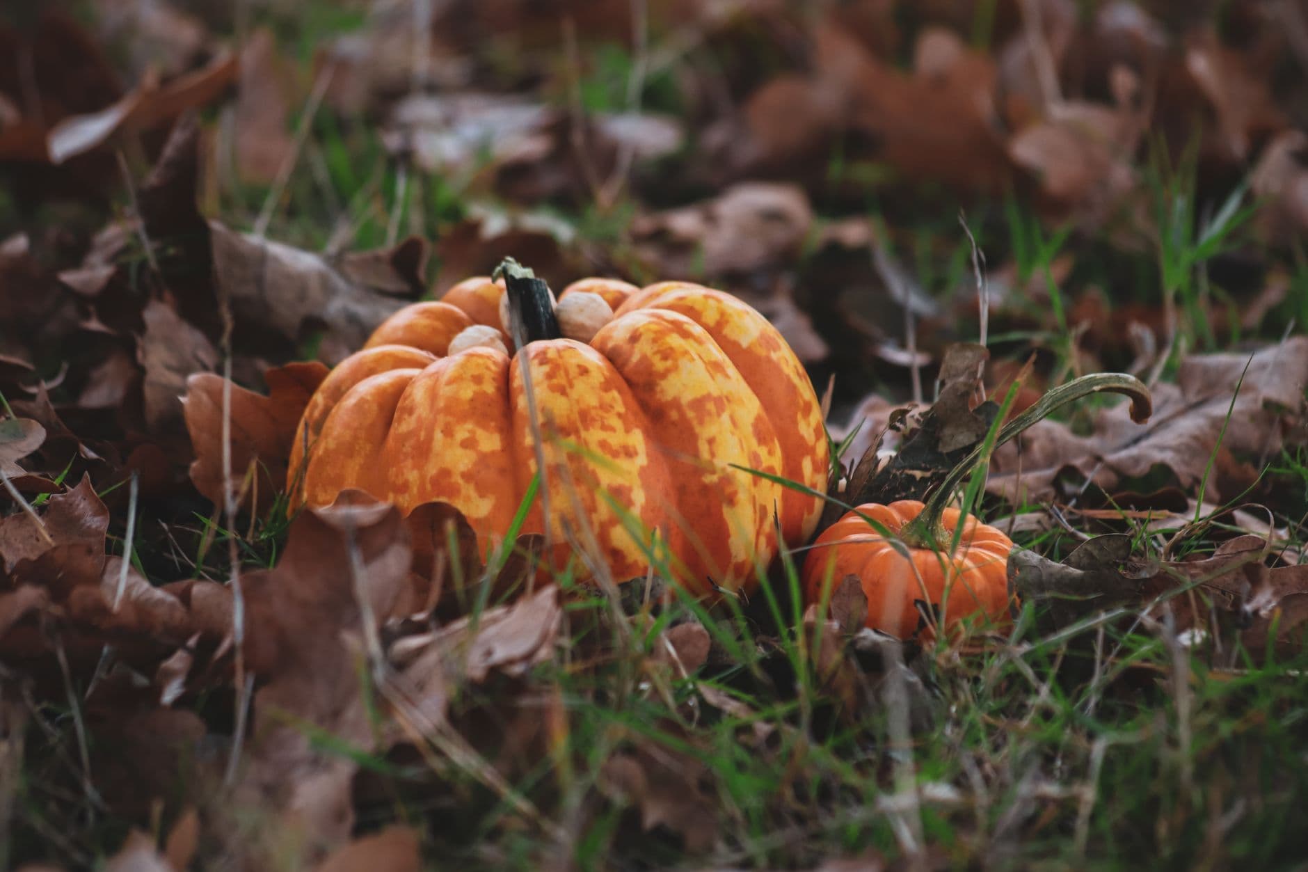 Fall Harvest Orchard