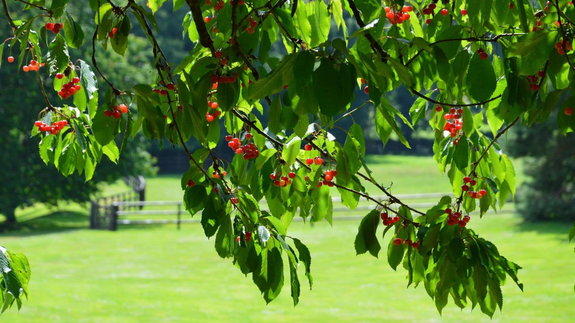 Farmhaus Farms