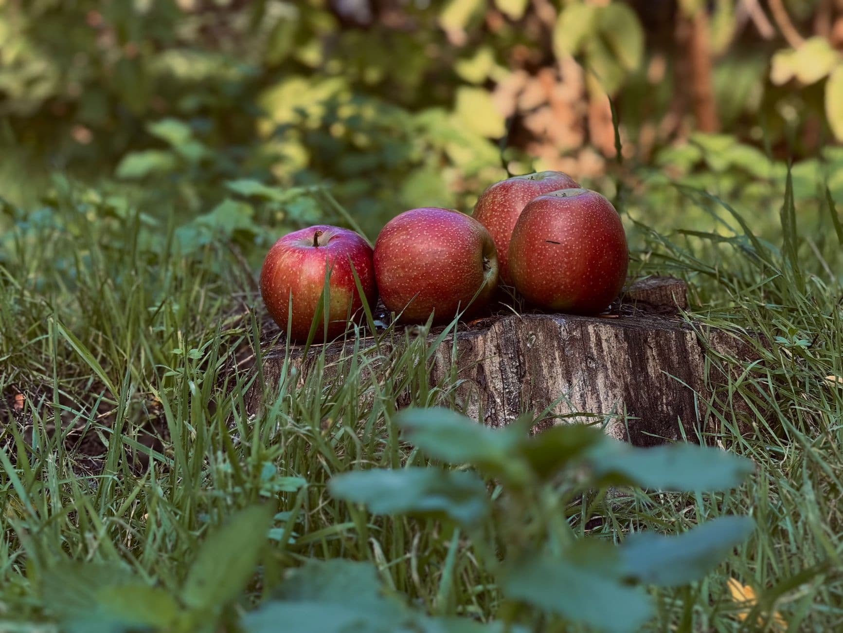 Fay Mountain Farm