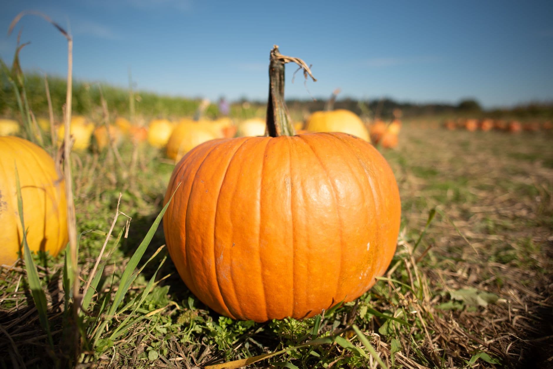 Ferguson's Minnesota Harvest