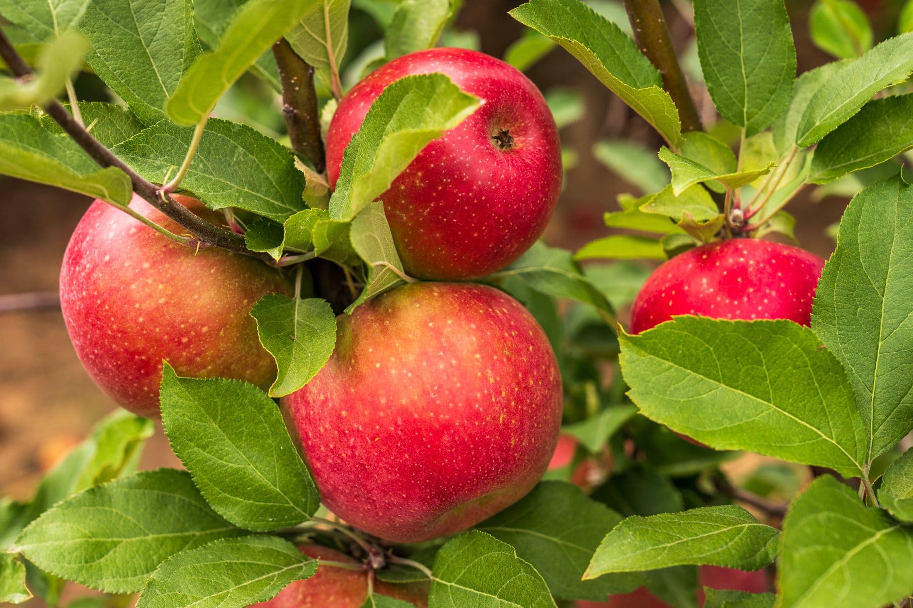 Fireside Orchard & Gardens